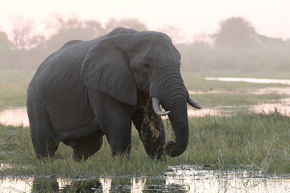 Safaris au rythme du Chobe