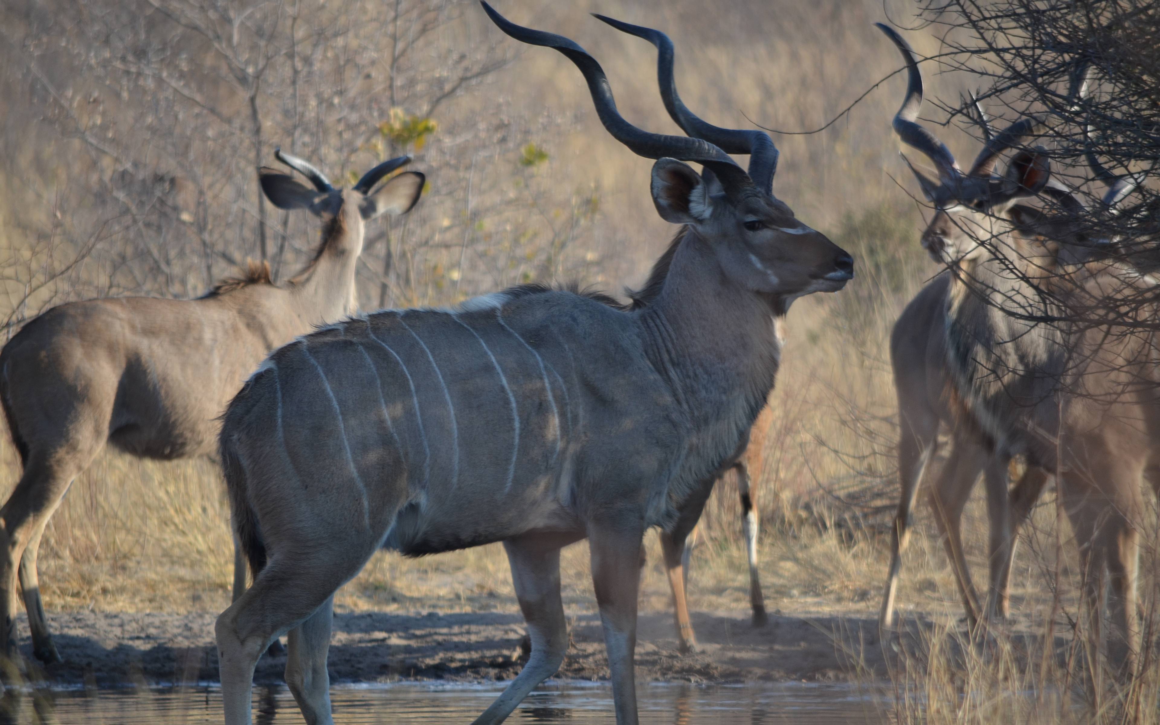 Erkundungstag Central Kalahari Game Reserve