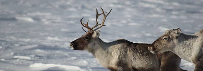 Le renne, animal emblématique de Laponie