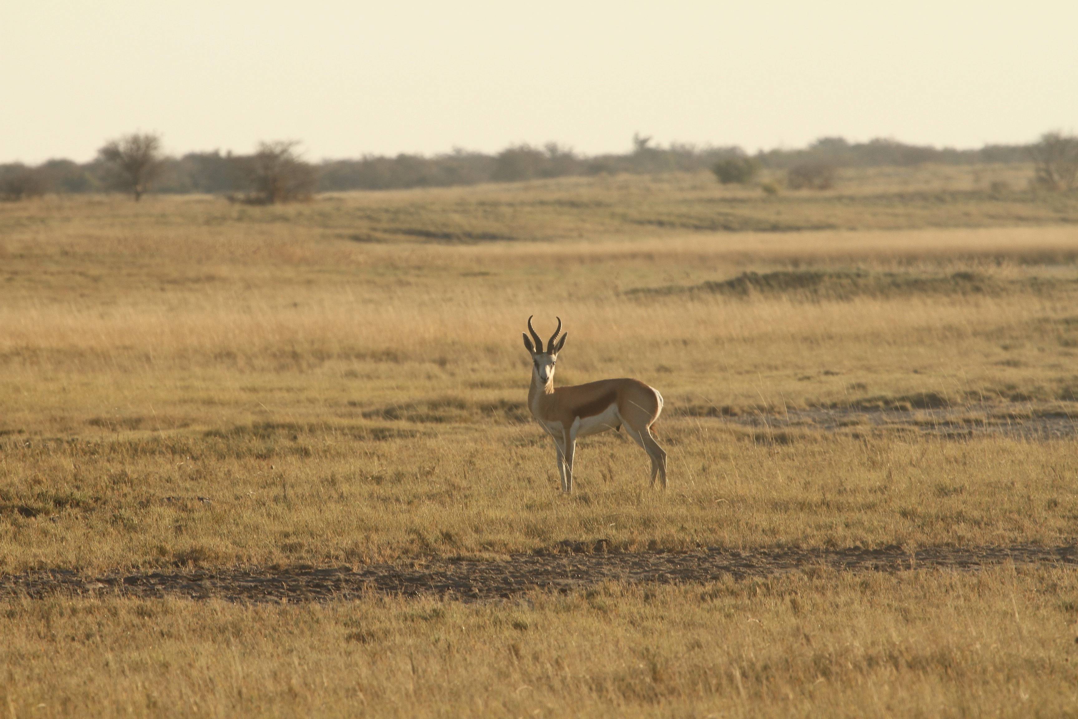 Reisetag innerhalb des Central Kalahari Game Reserves