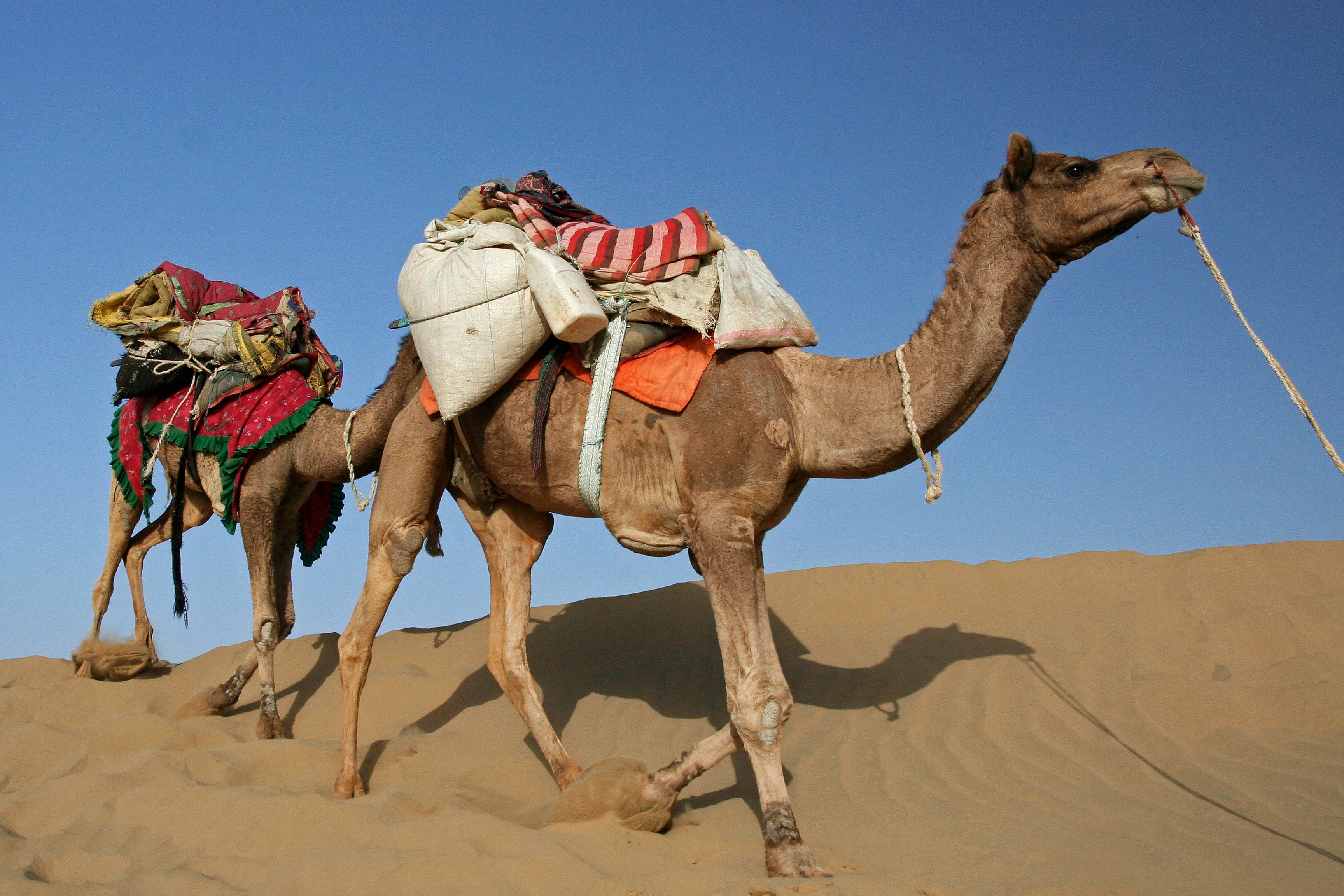Safari en Camello a Dechu