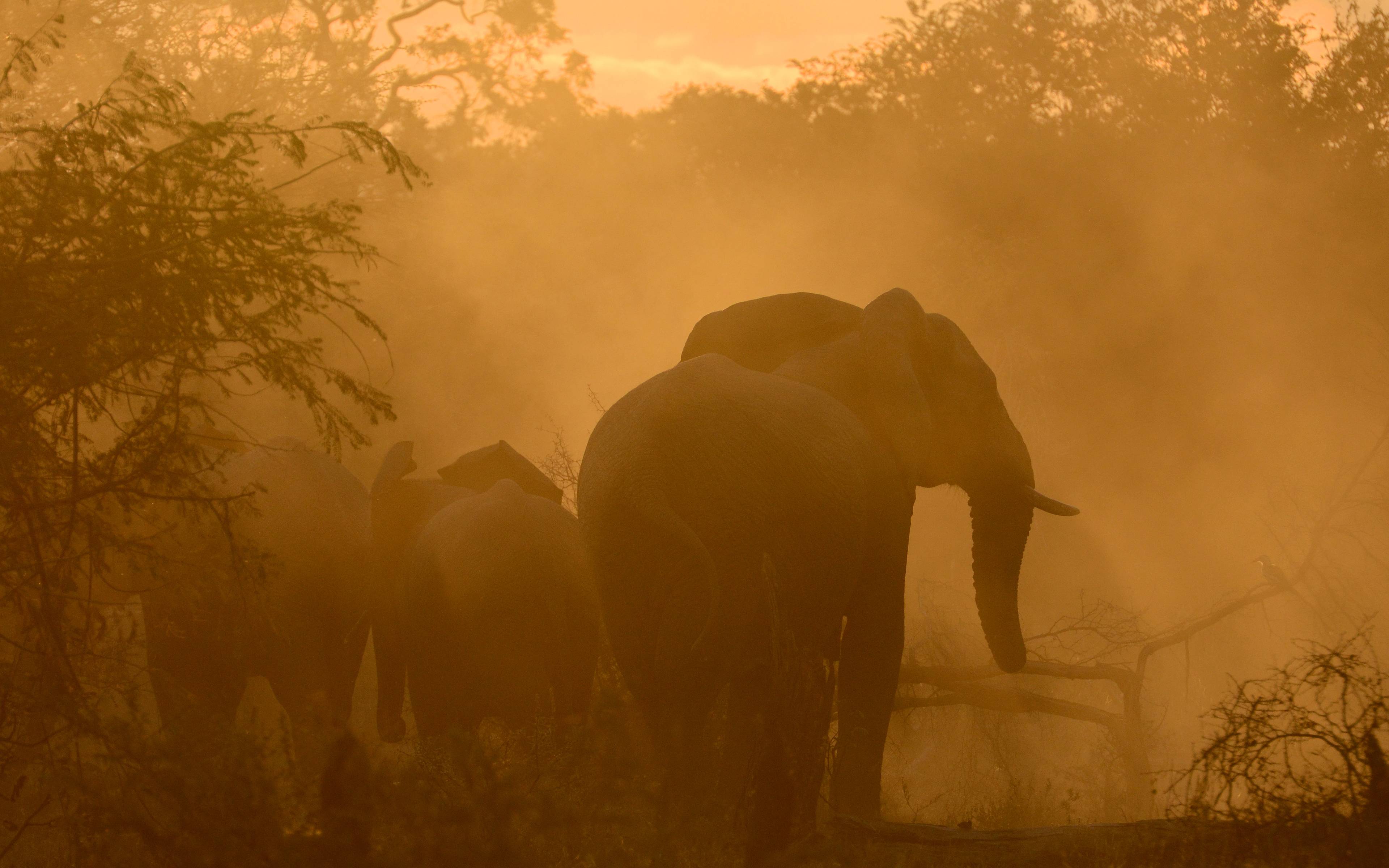 Kruger National Park e osservazione grandi mammiferi