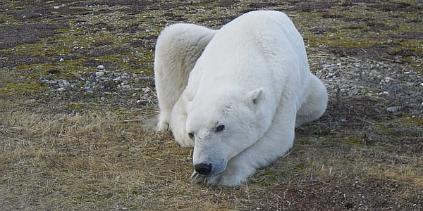 A polar bear