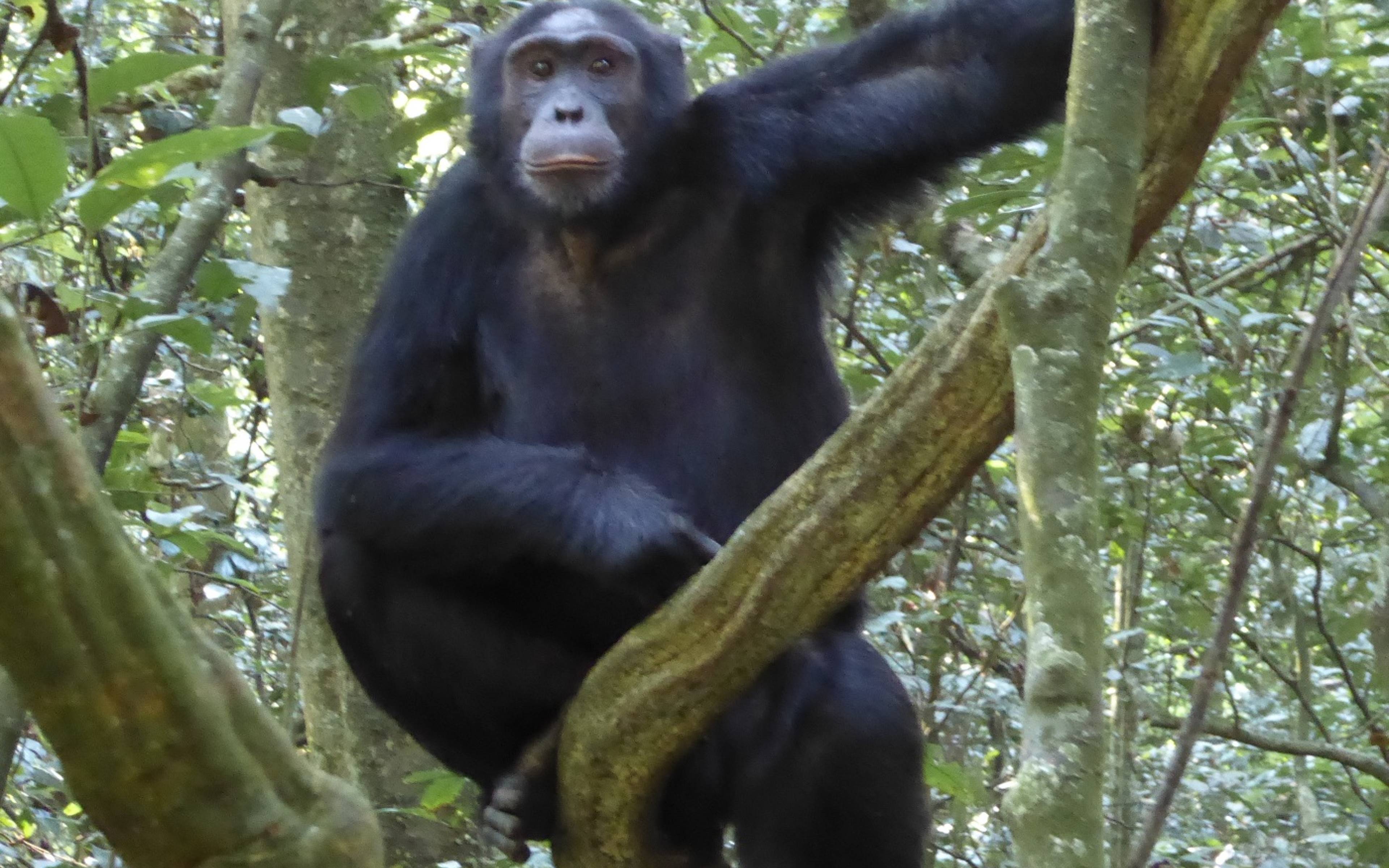 Ausflug in den Kalinzu Wald zur Schimpansen Beobachtung 
