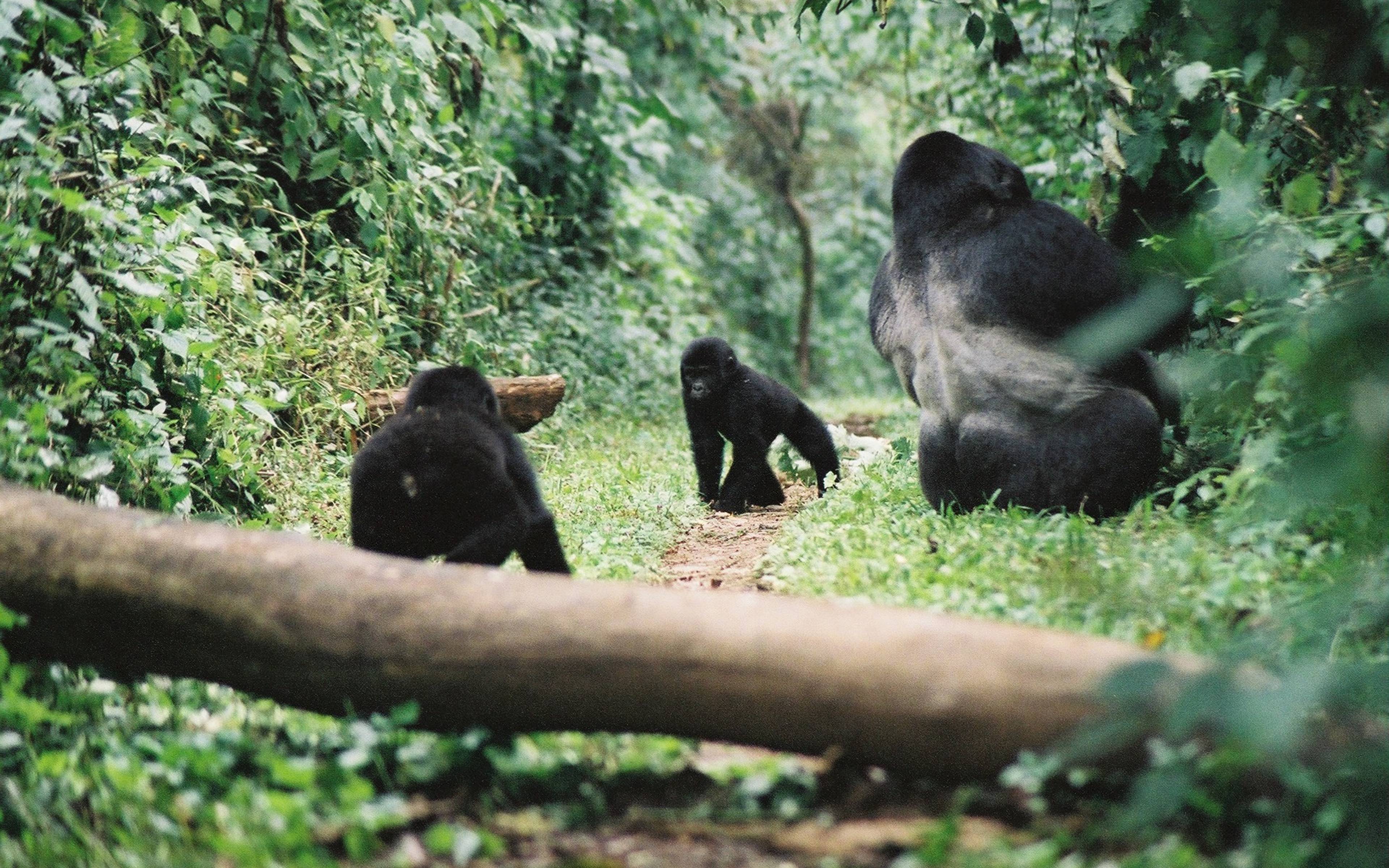 Bwindi – Gorilla Beobachtung 