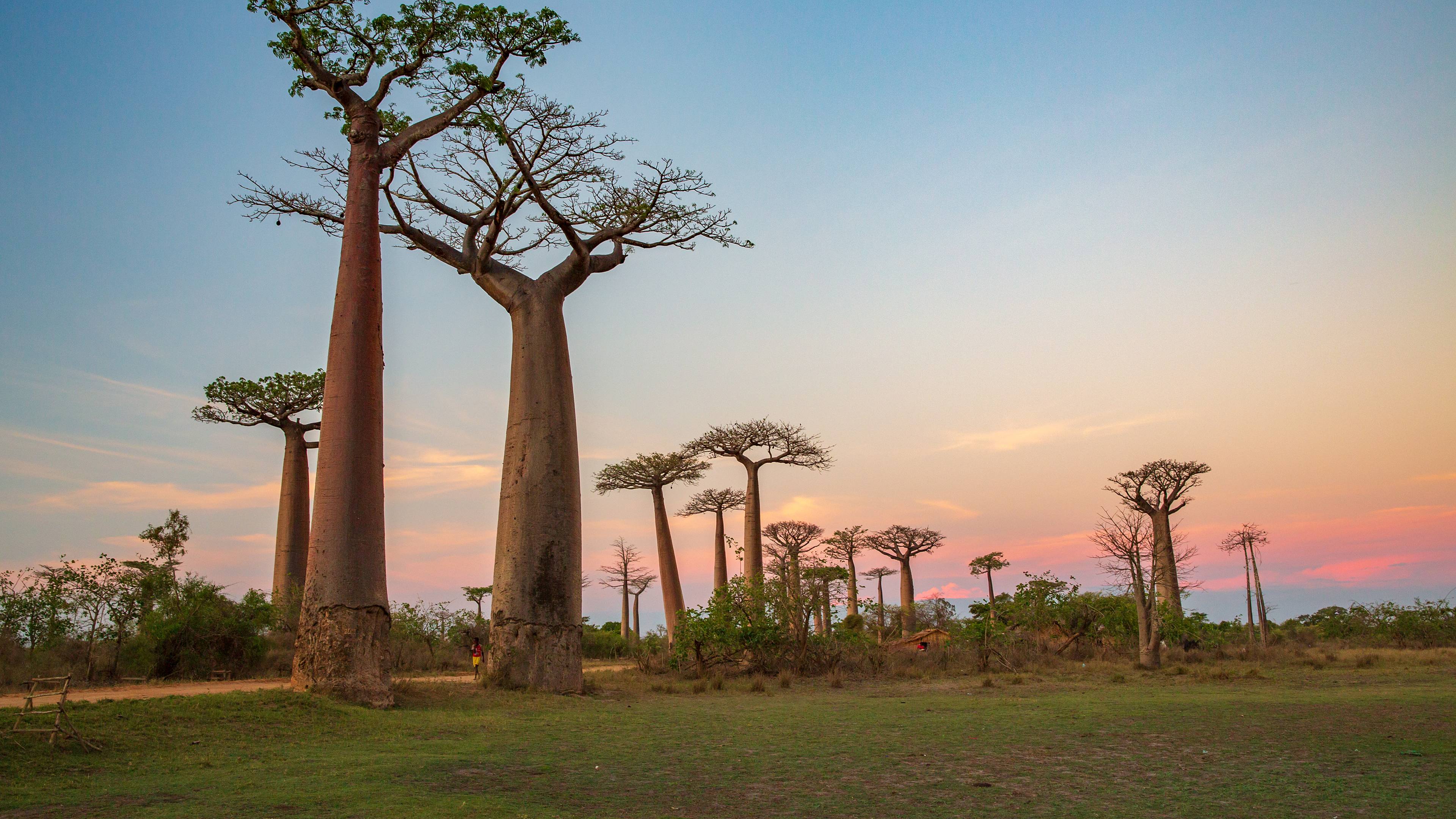 Aventura entre Baobabs en grupo reducido 