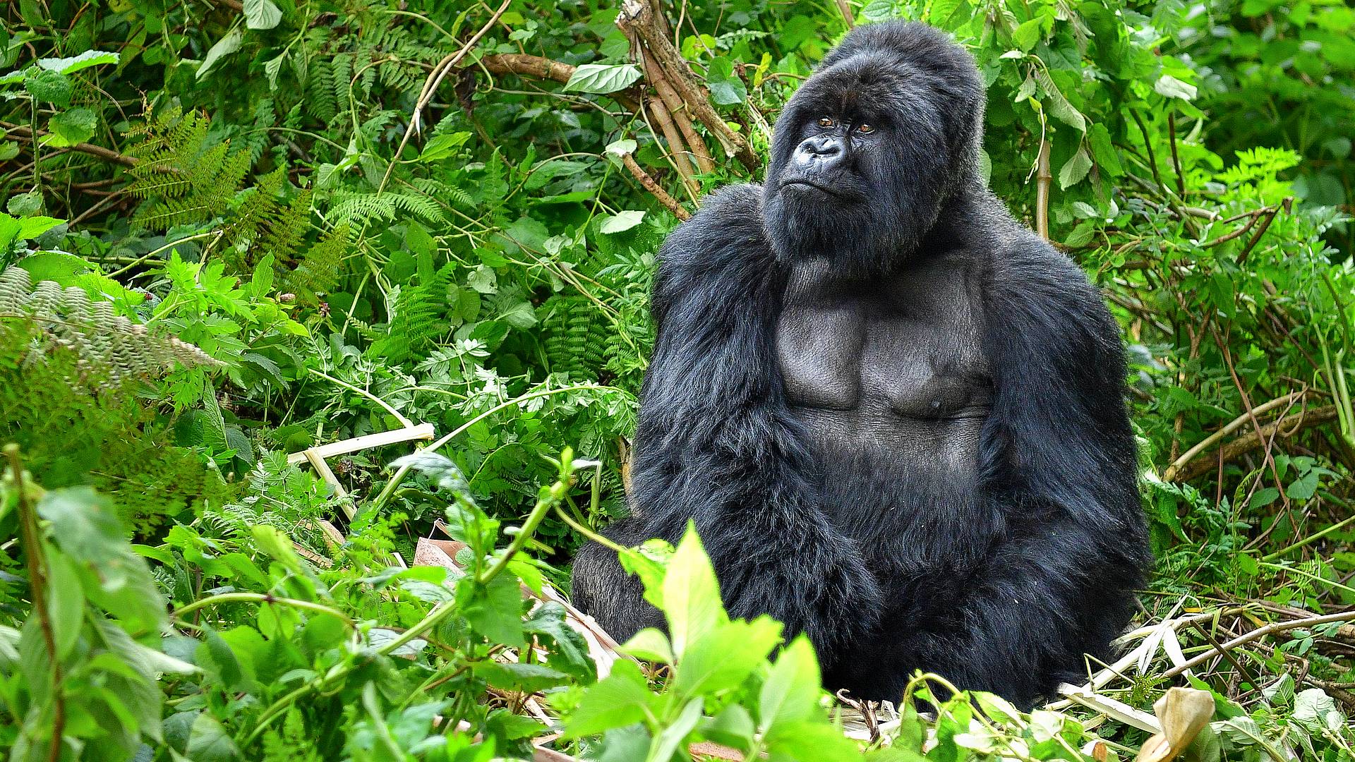 Ruta completa: Primates y Gorilas + Lago Kivu
