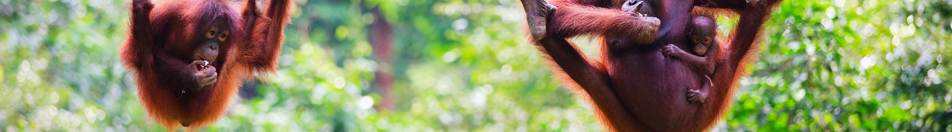 Orangutanes en la selva de Borneo