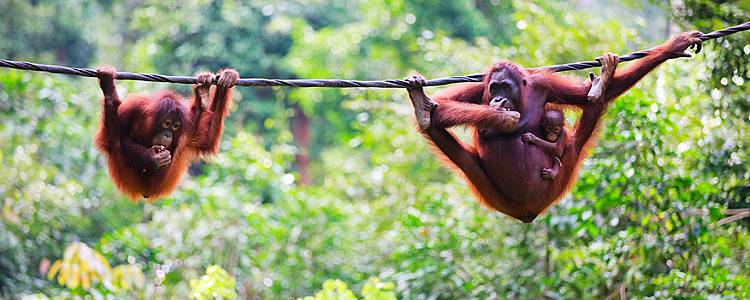 Circuito Malasia: Orangutanes en la selva de Borneo | Evaneos