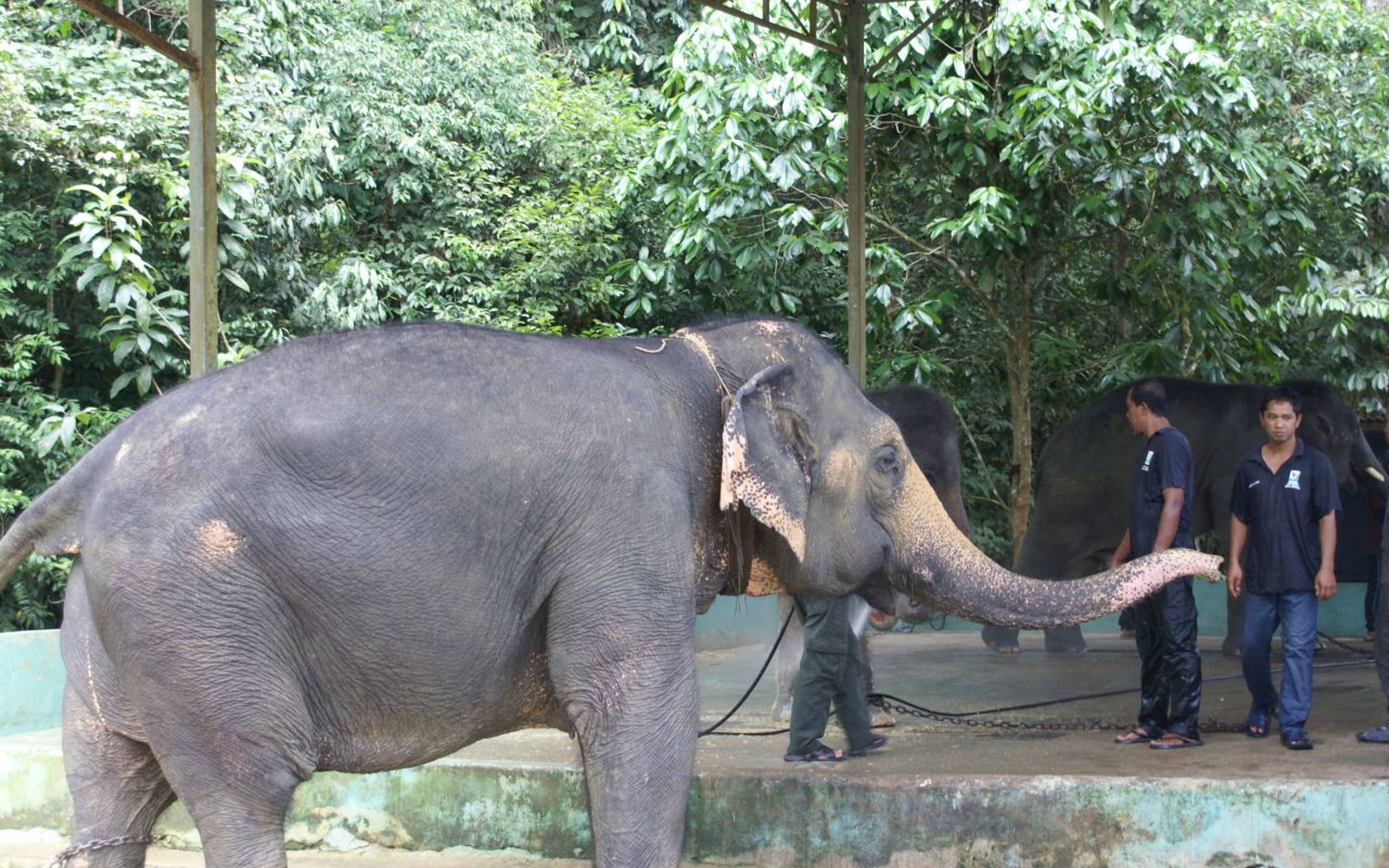 Visita al centro degli elefanti “Kuala Gandah”