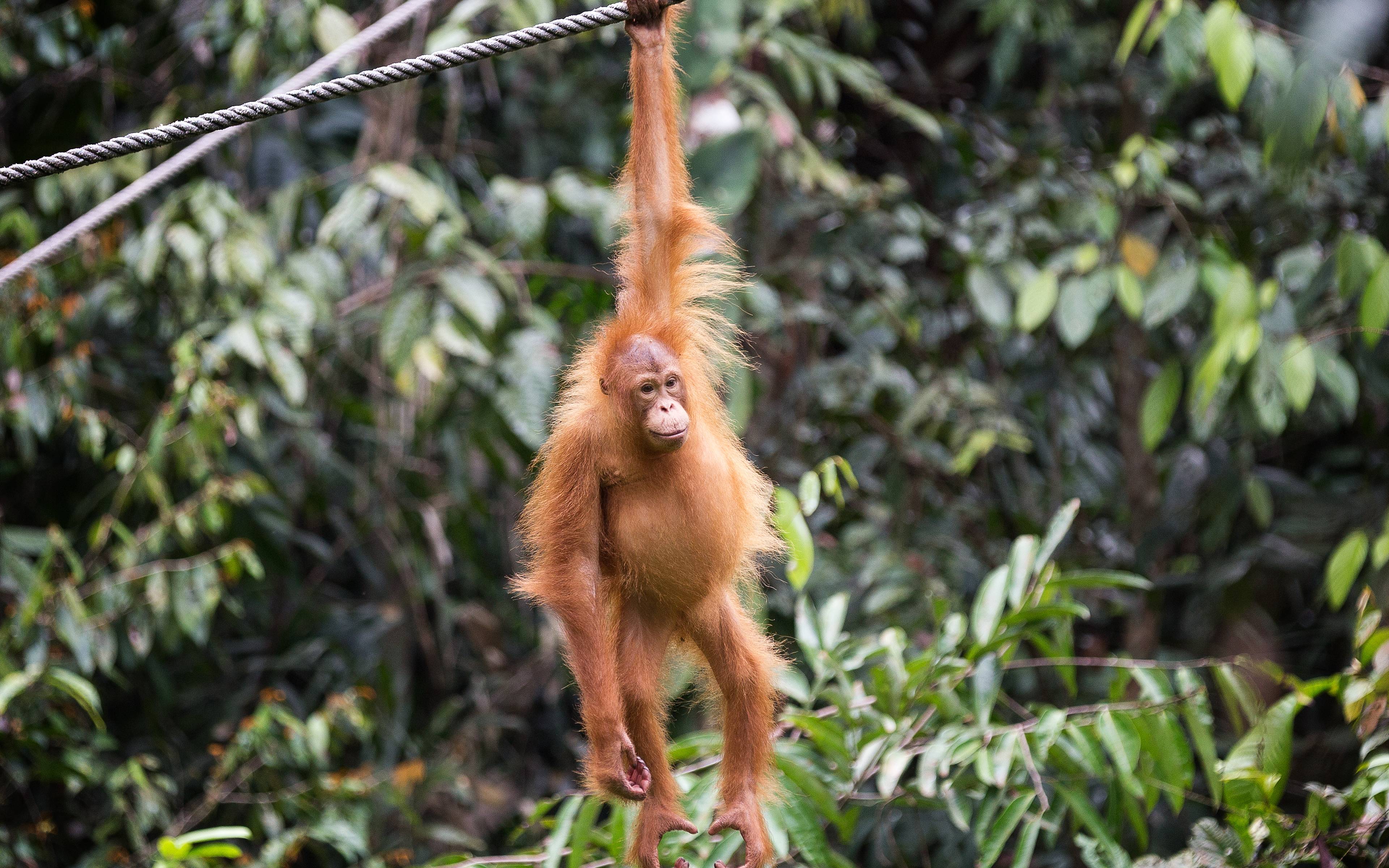 Visita al centro orangutan e vivere insieme ai locali del Borneo 