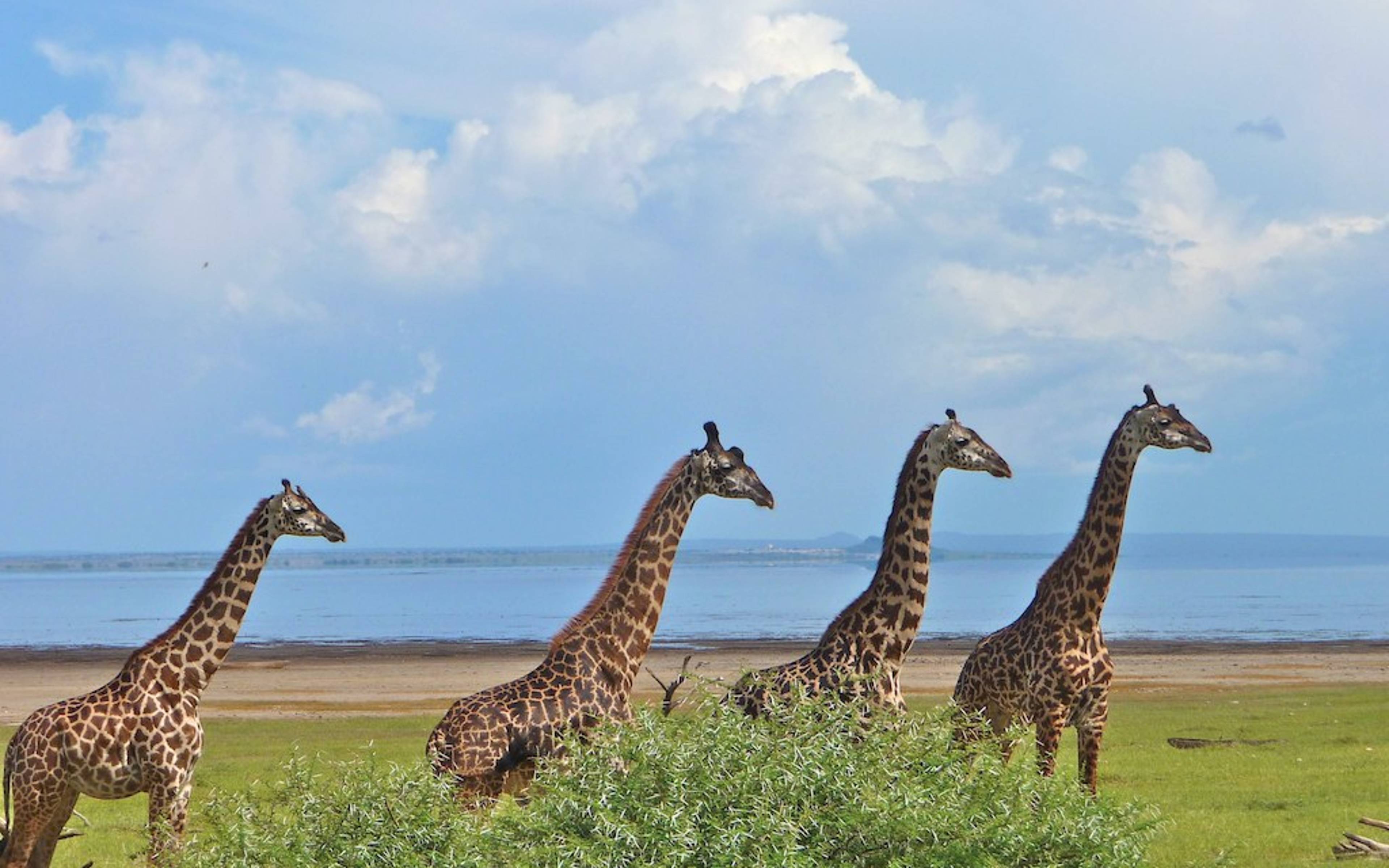 Safari au parc Manyara 