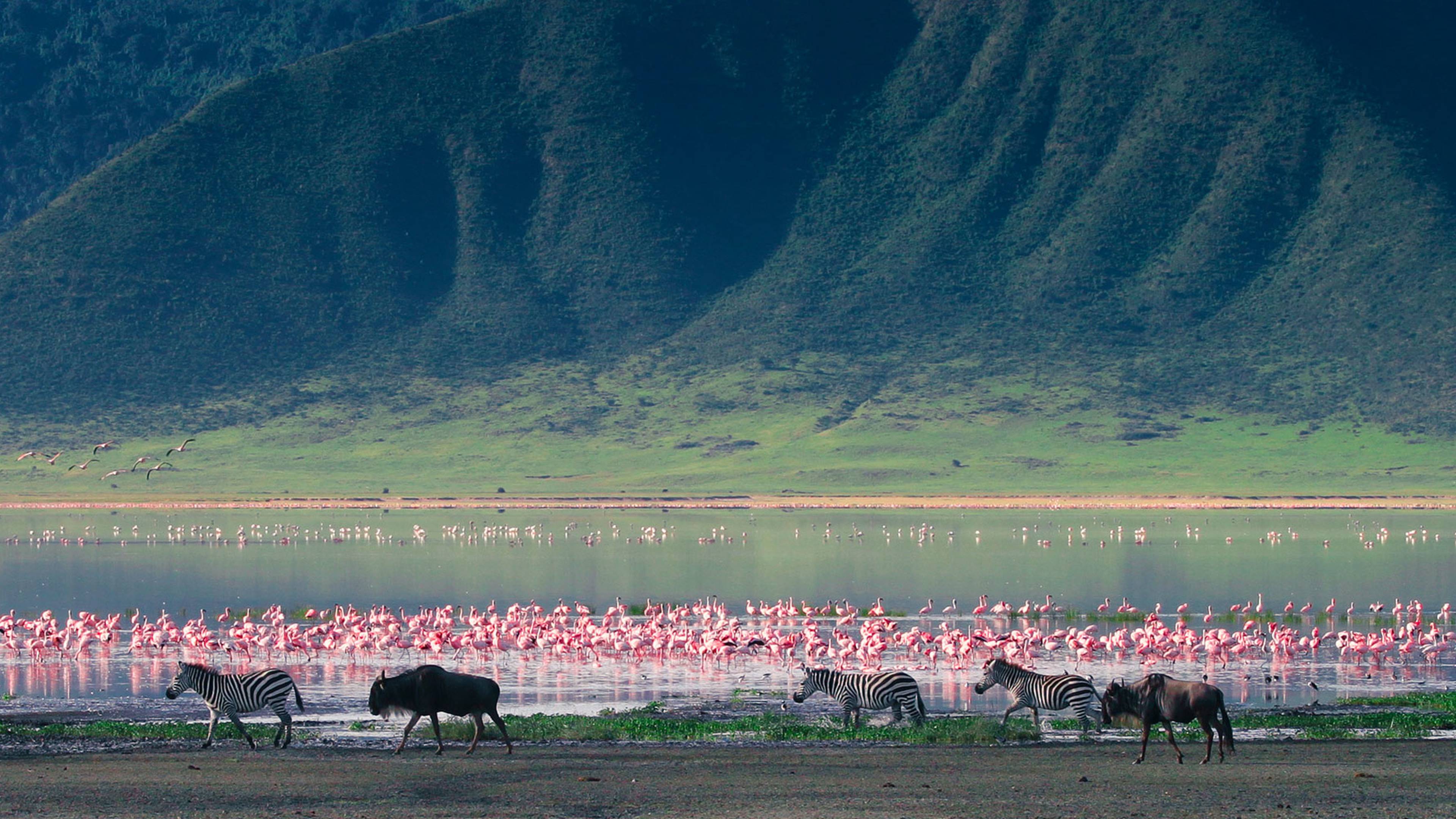 Zebras und Gnus im Ngorongoro-Krater, Tansania
