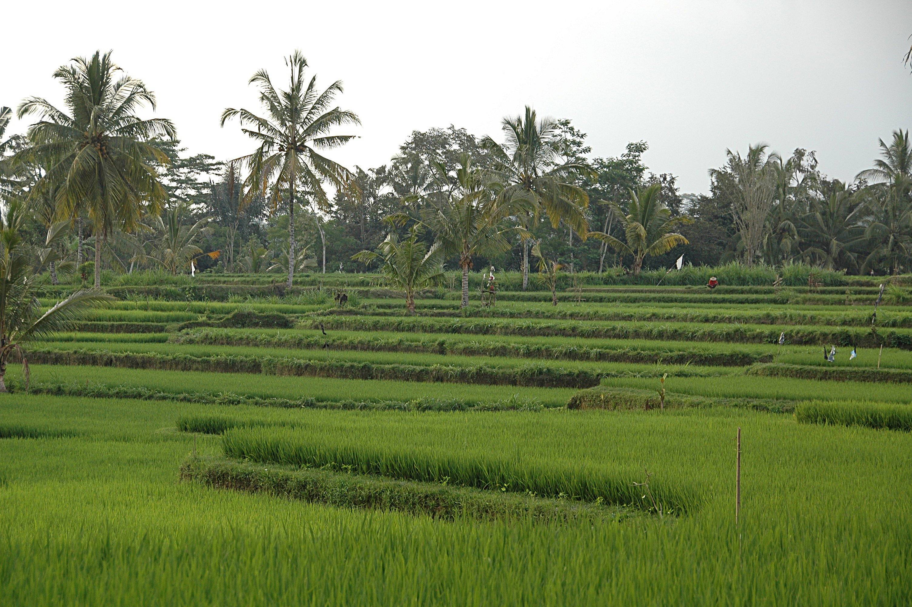 Heilige Quellen und Reisfelder
