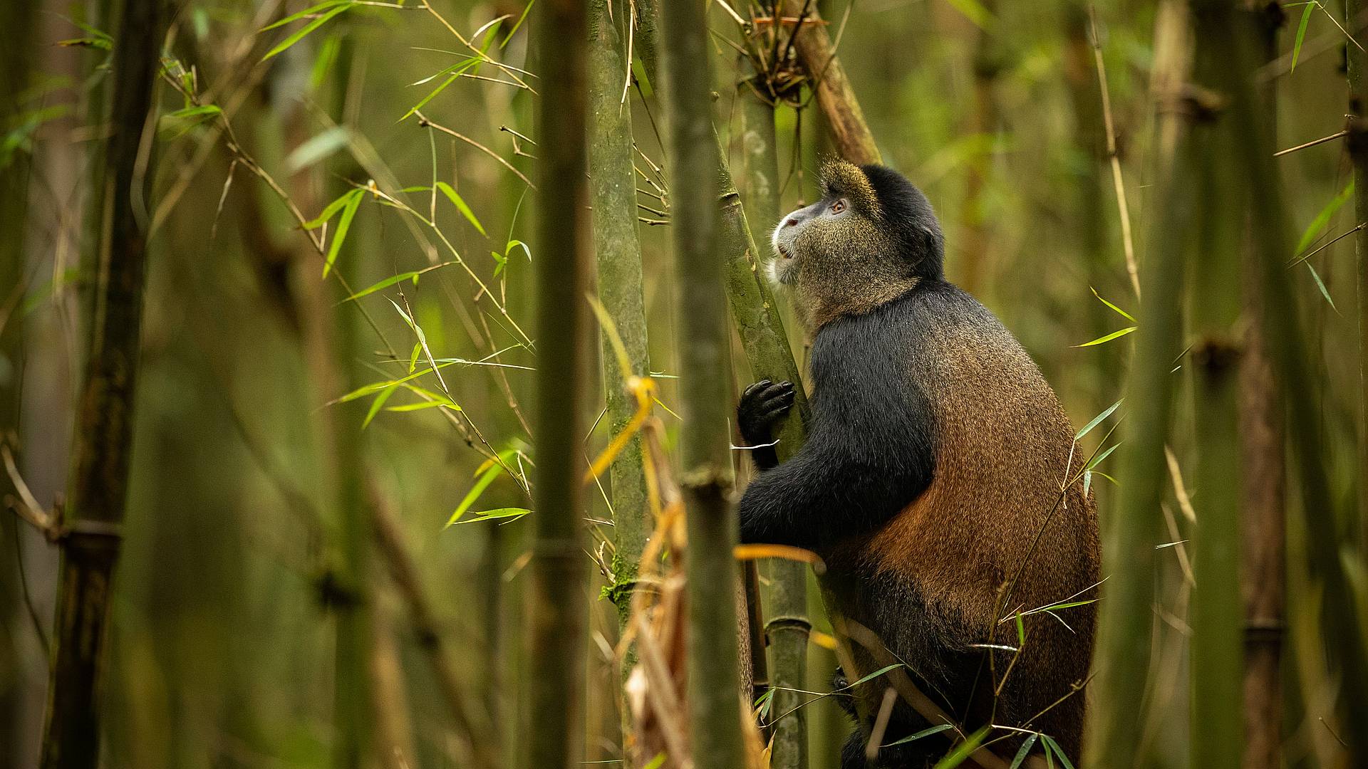 Safari Nyani, la ruta de los simios 