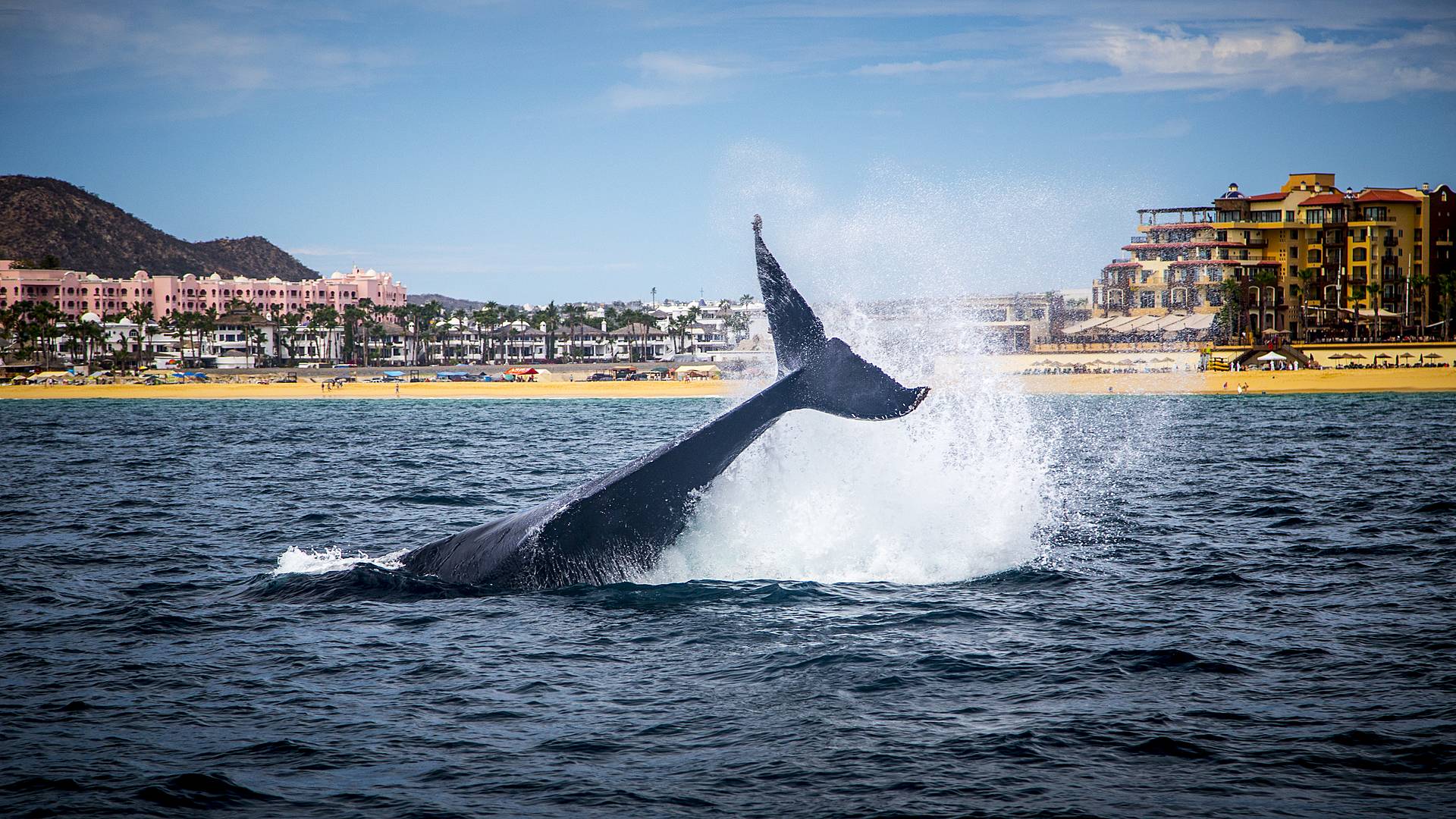 Whale Watching auf der Baja California 