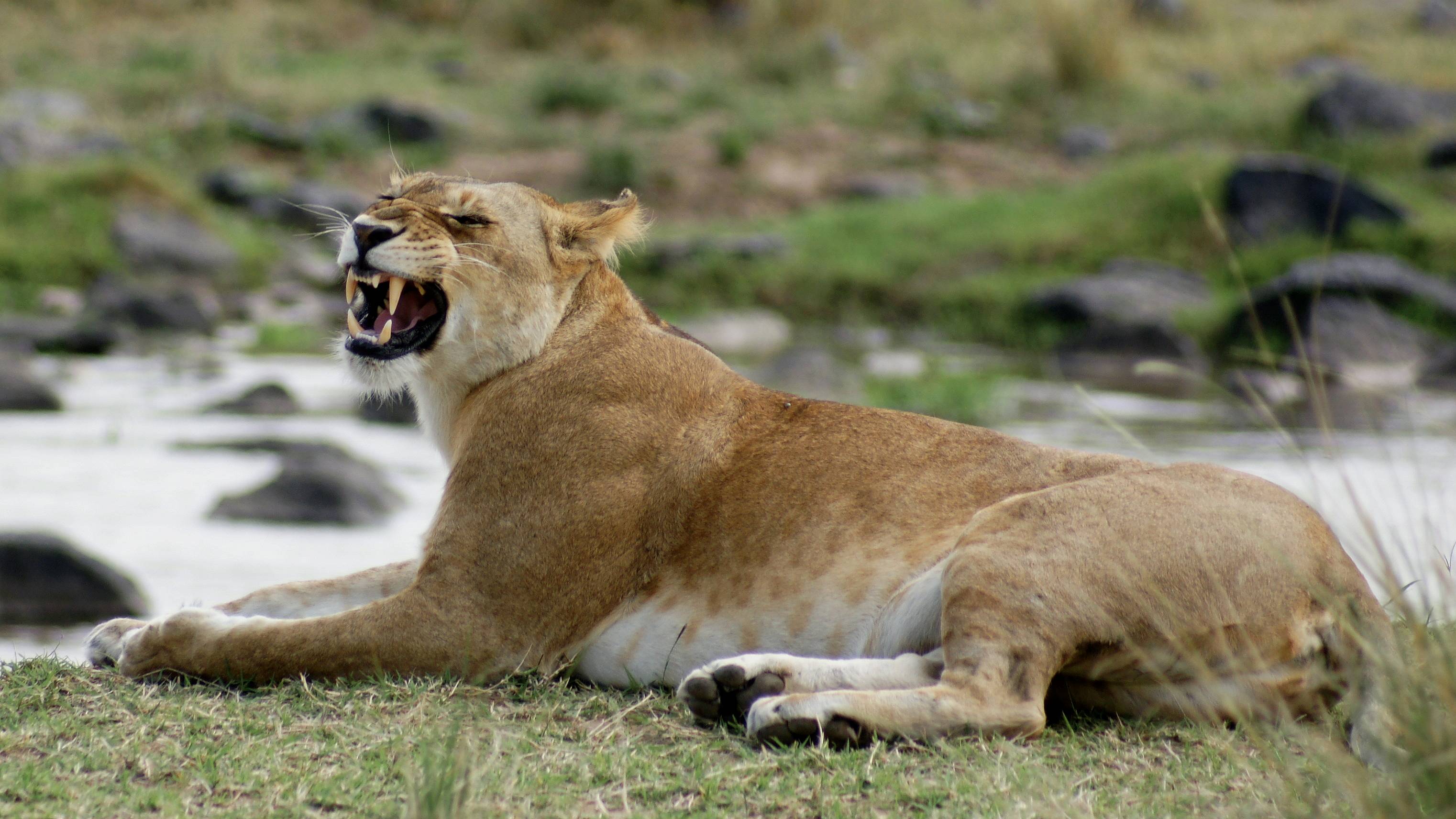 Safari en Maasai Mara