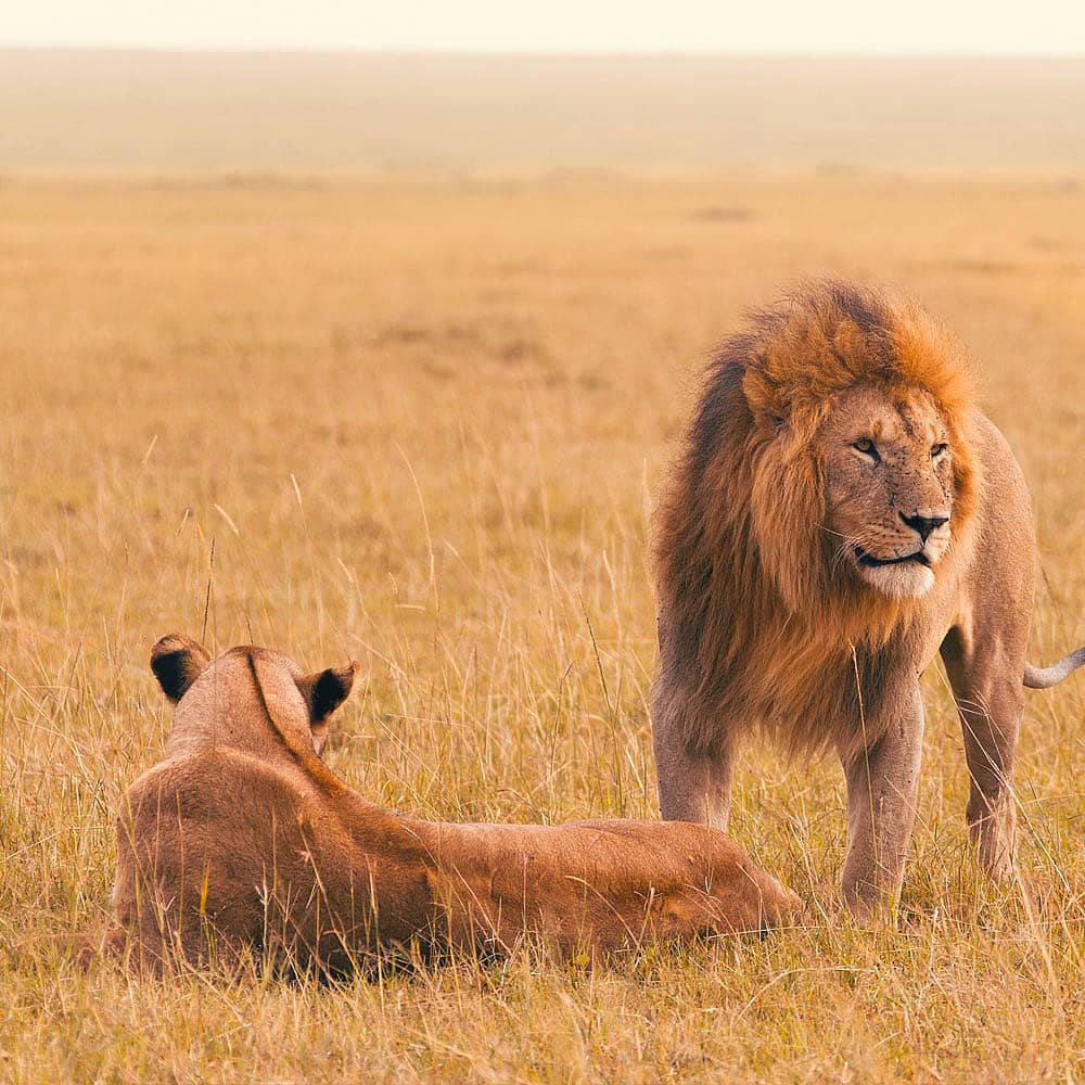 Crea il tuo safari ideale in Kenya, 100% su misura