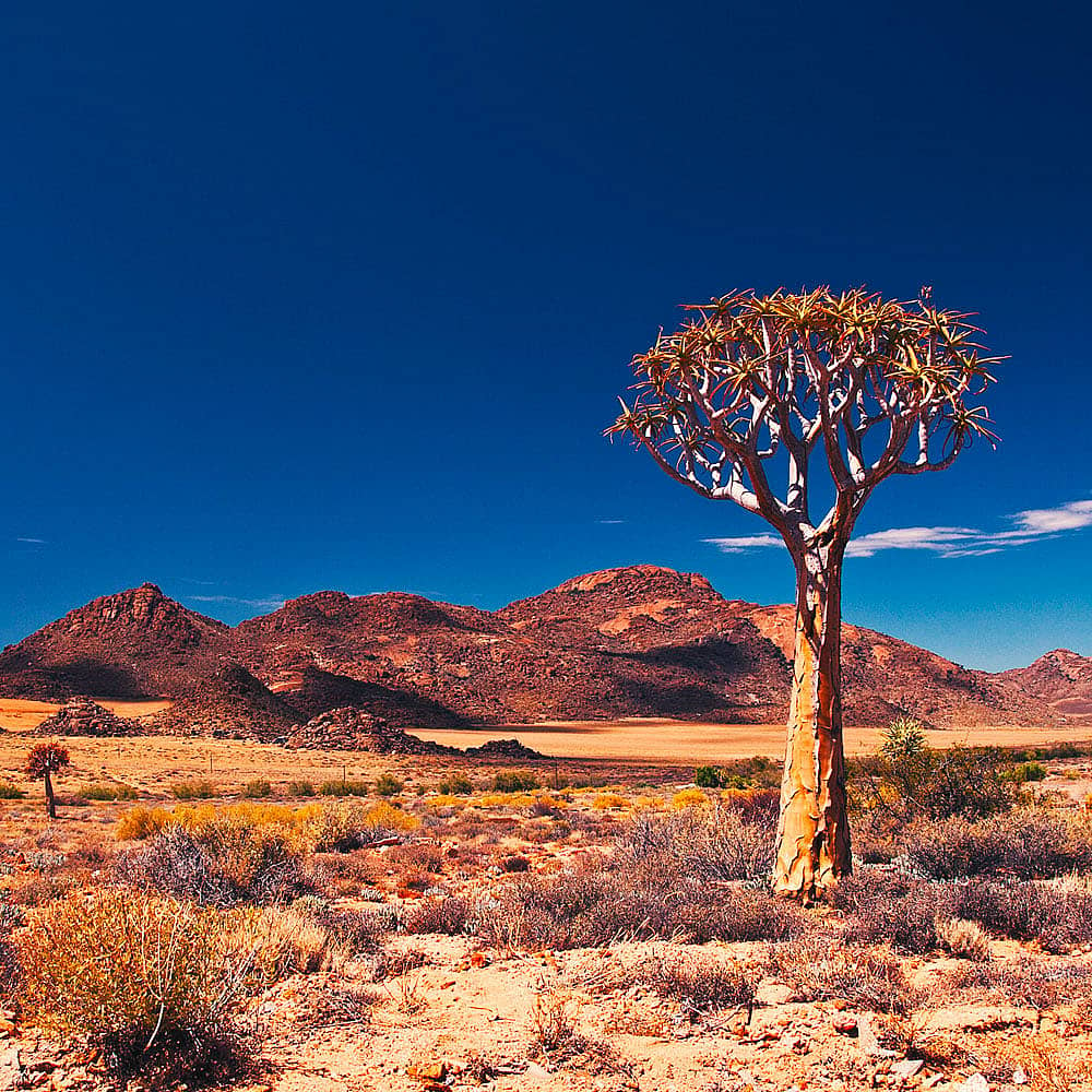 Votre voyage dans la nature en Afrique du Sud 100% sur-mesure