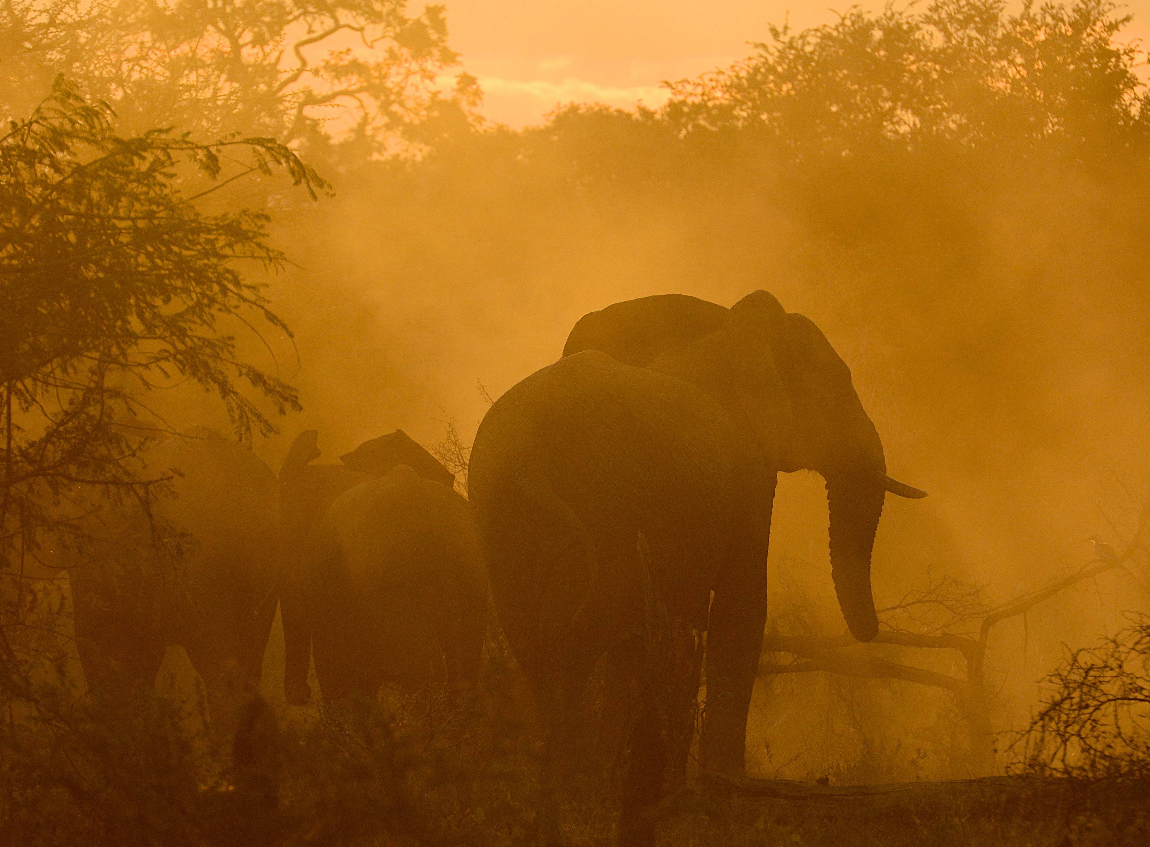 Meraviglioso safari fotografico tra Sud Africa e Botswana 
