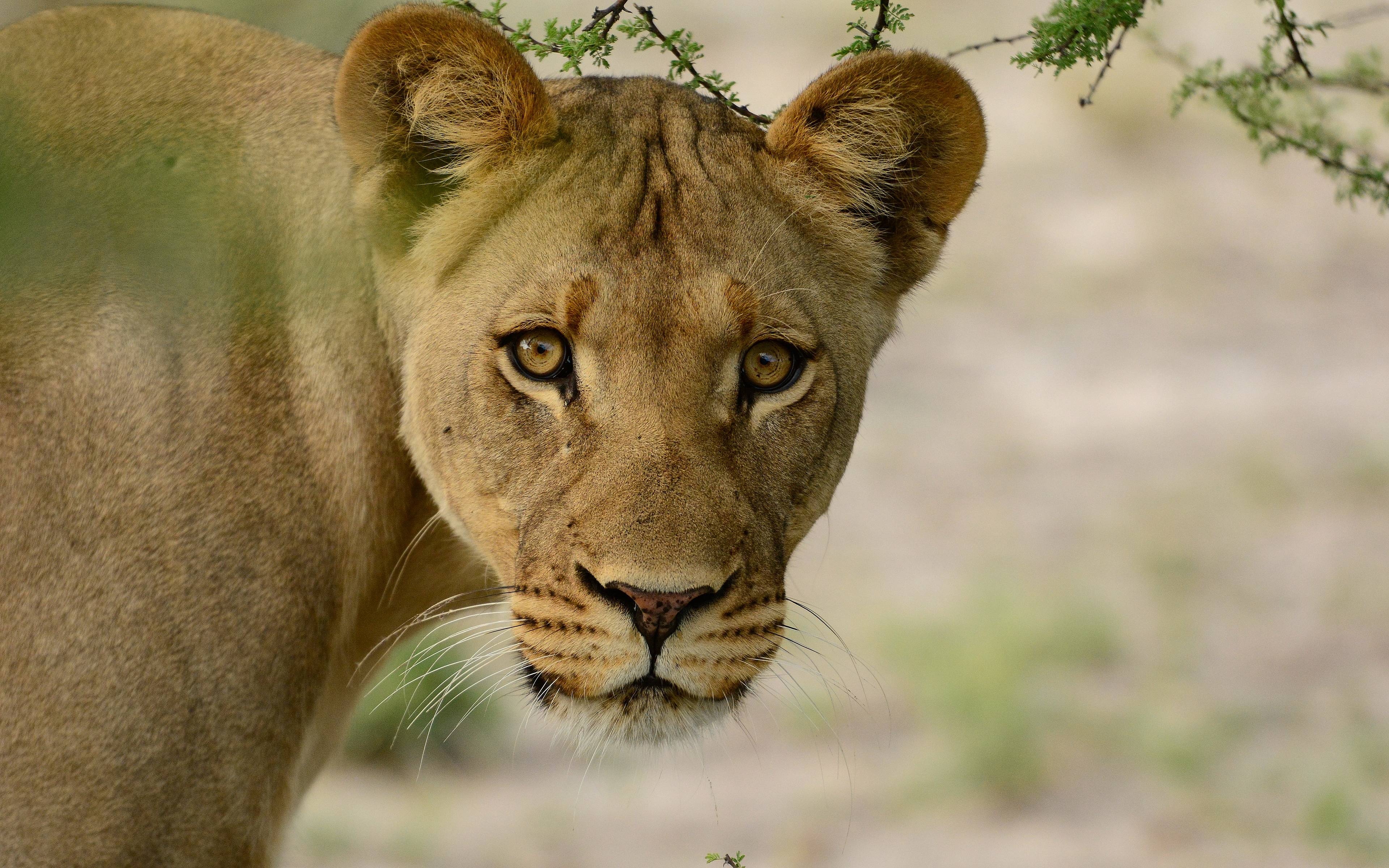 Safari al Kruger National Park e spostamento a Louis Trickard 
