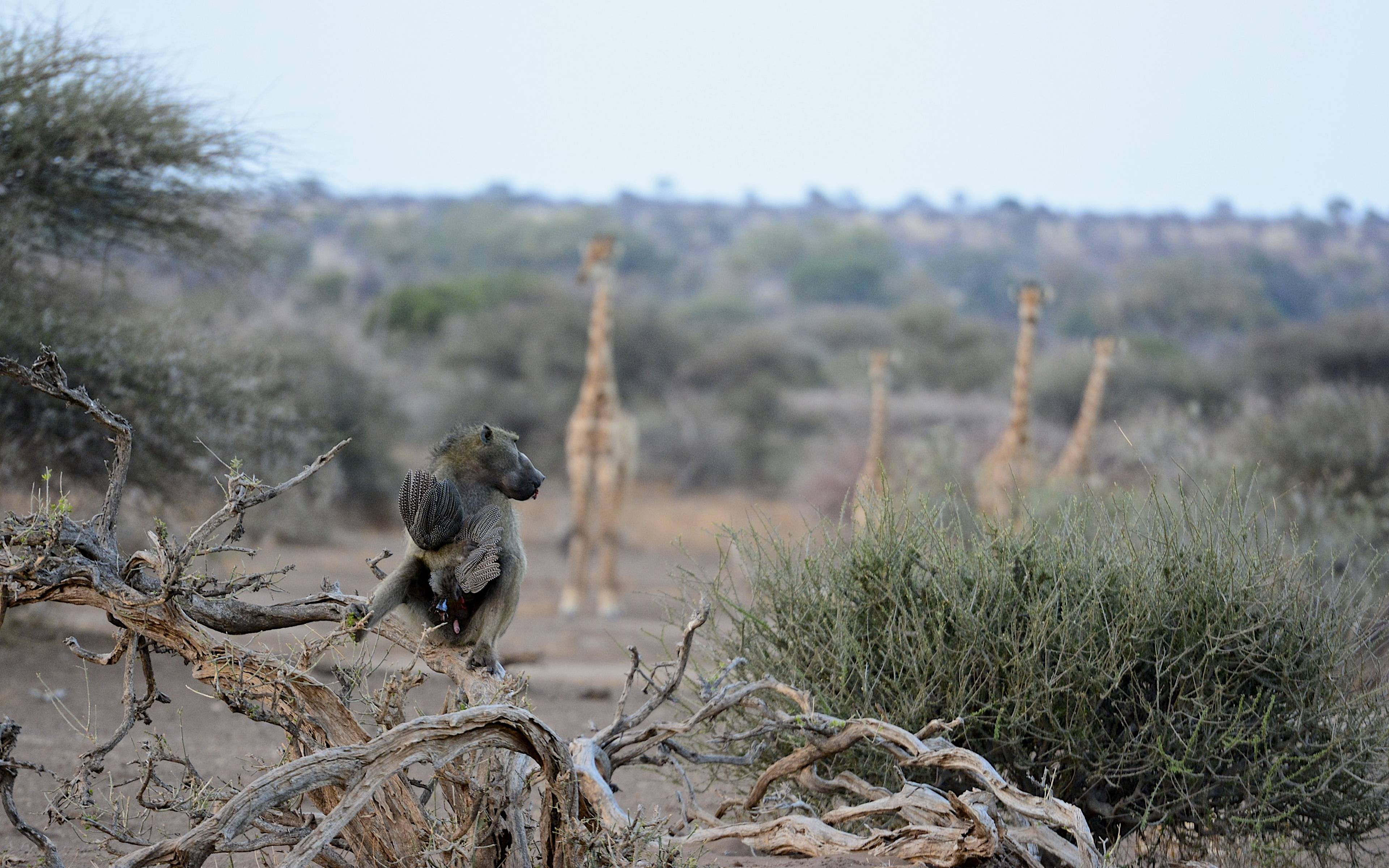 Safari in Botswana nella Riserva Mashatu