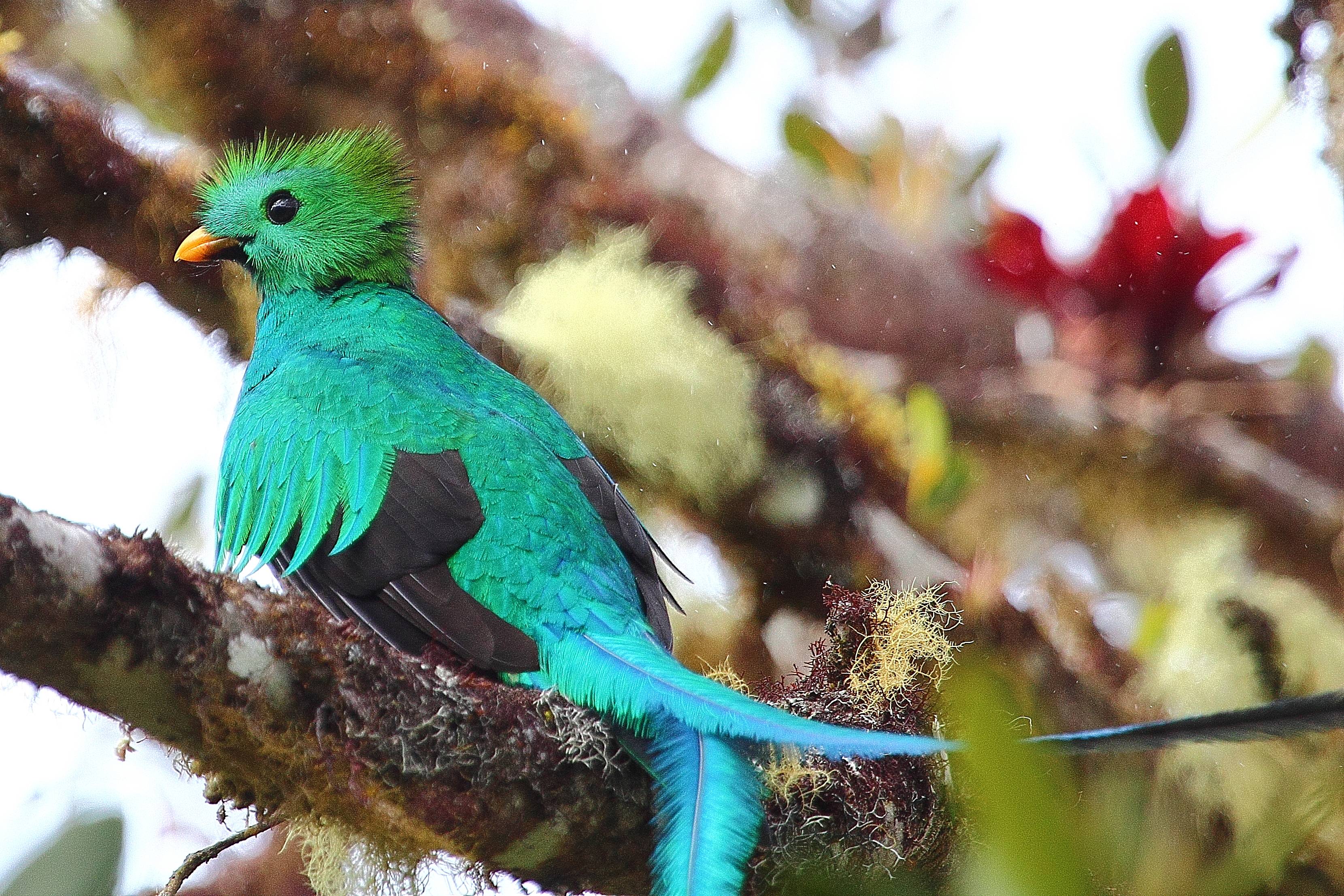 A la búsqueda del mítico Quetzal