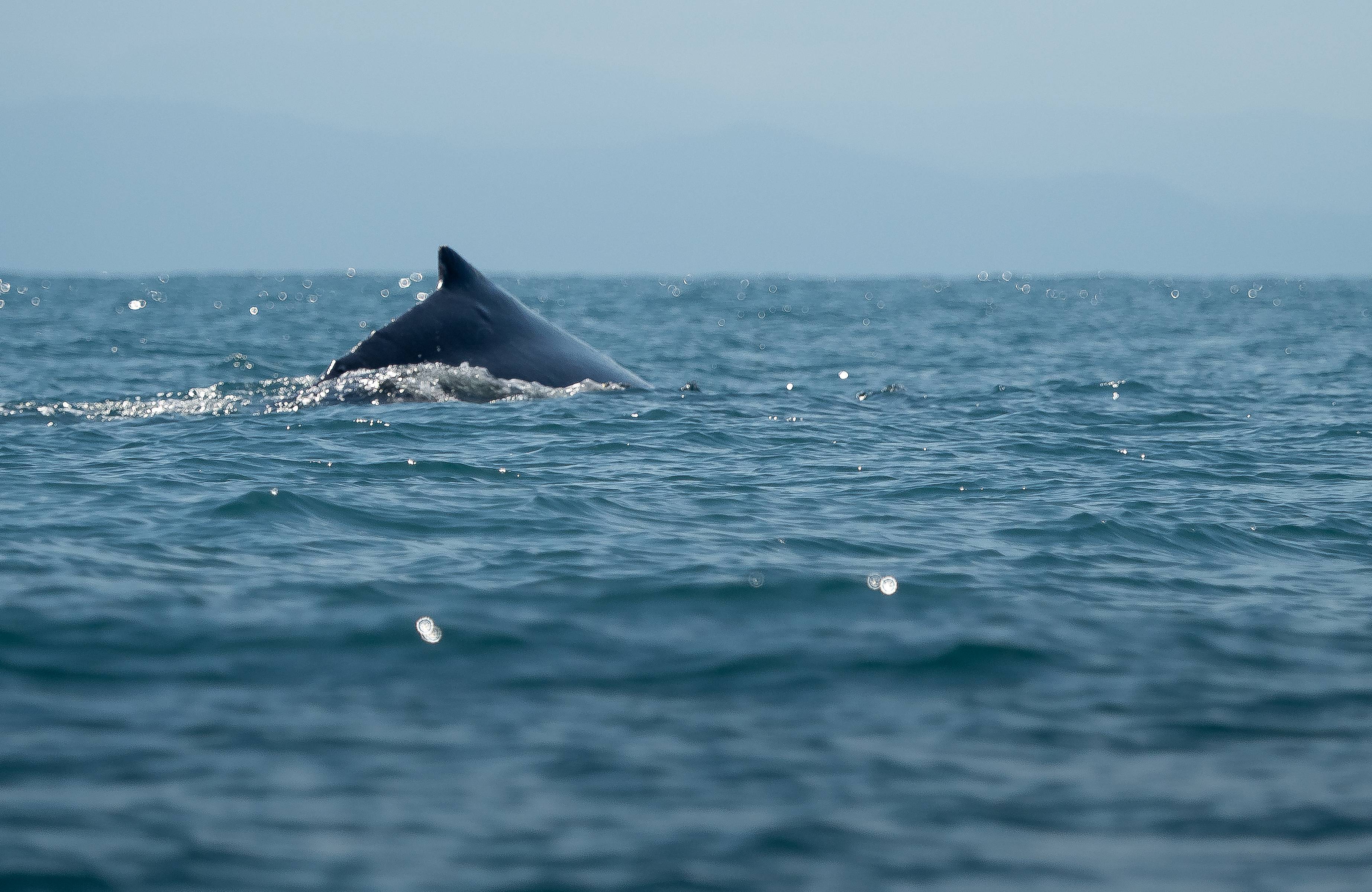 Avistamiento de ballenas y ballenatos