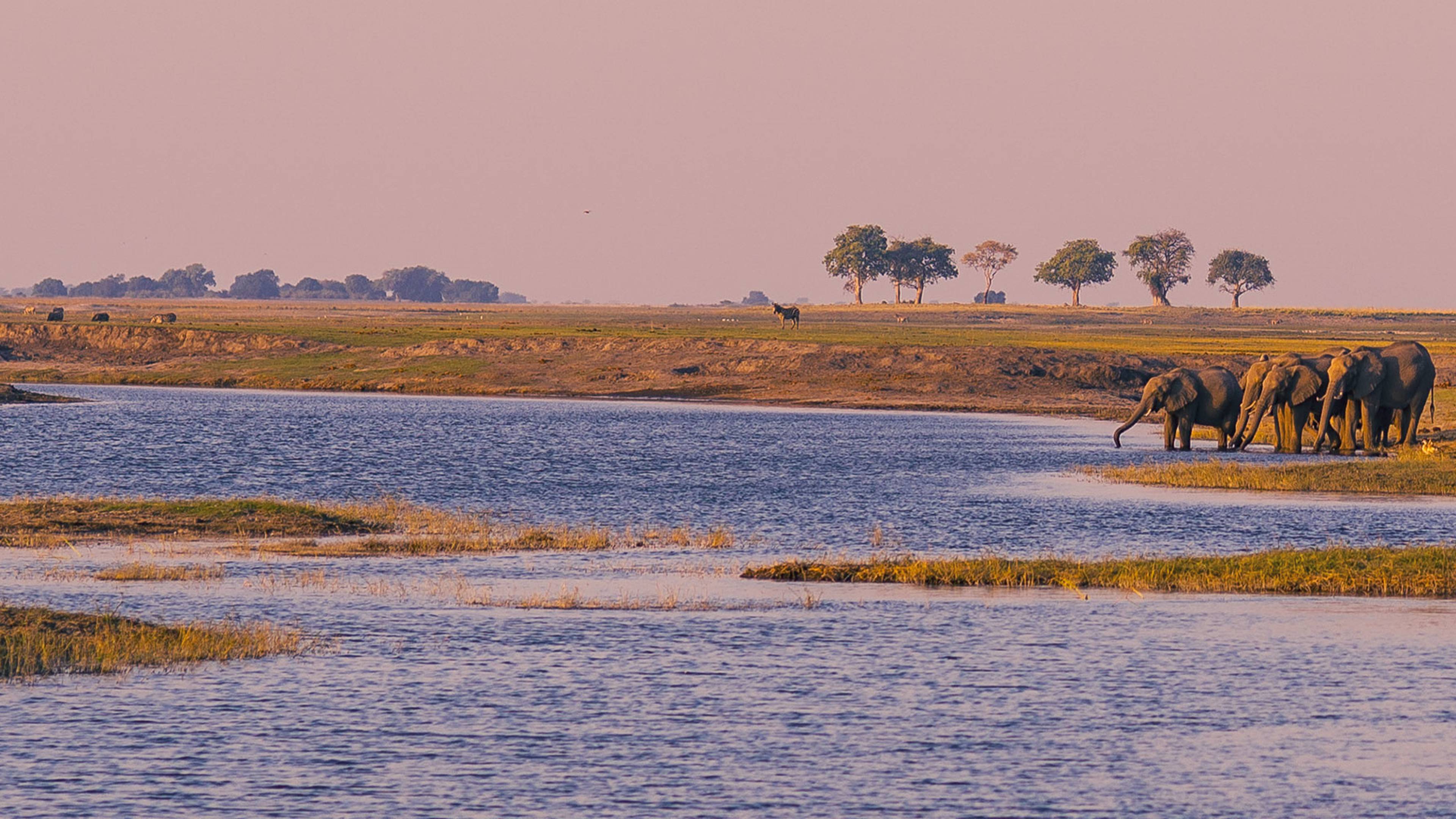 Boat cruise and wildlife safari on Chobe River, Namibia Bots