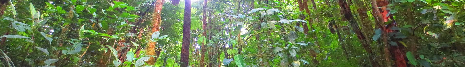 Monteverde Reserve