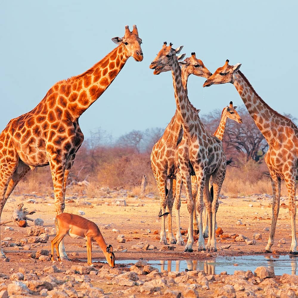 Design your perfect wildlife trip with a local expert in Namibia