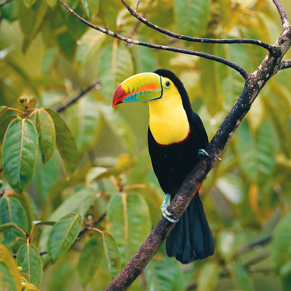 Design your perfect rainforest tour with a local expert in Belize