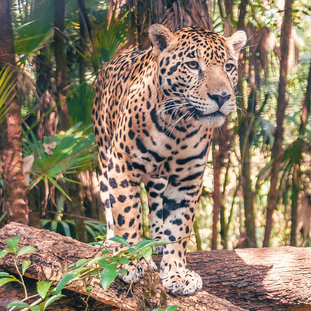 Design your perfect wildlife holiday with a local expert in Belize