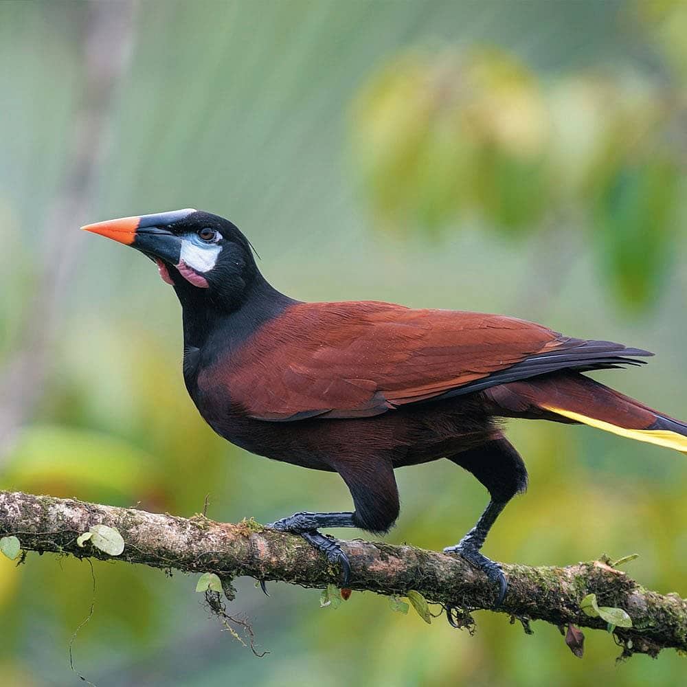 Design your birdwatching holiday with a local expert in Costa Rica