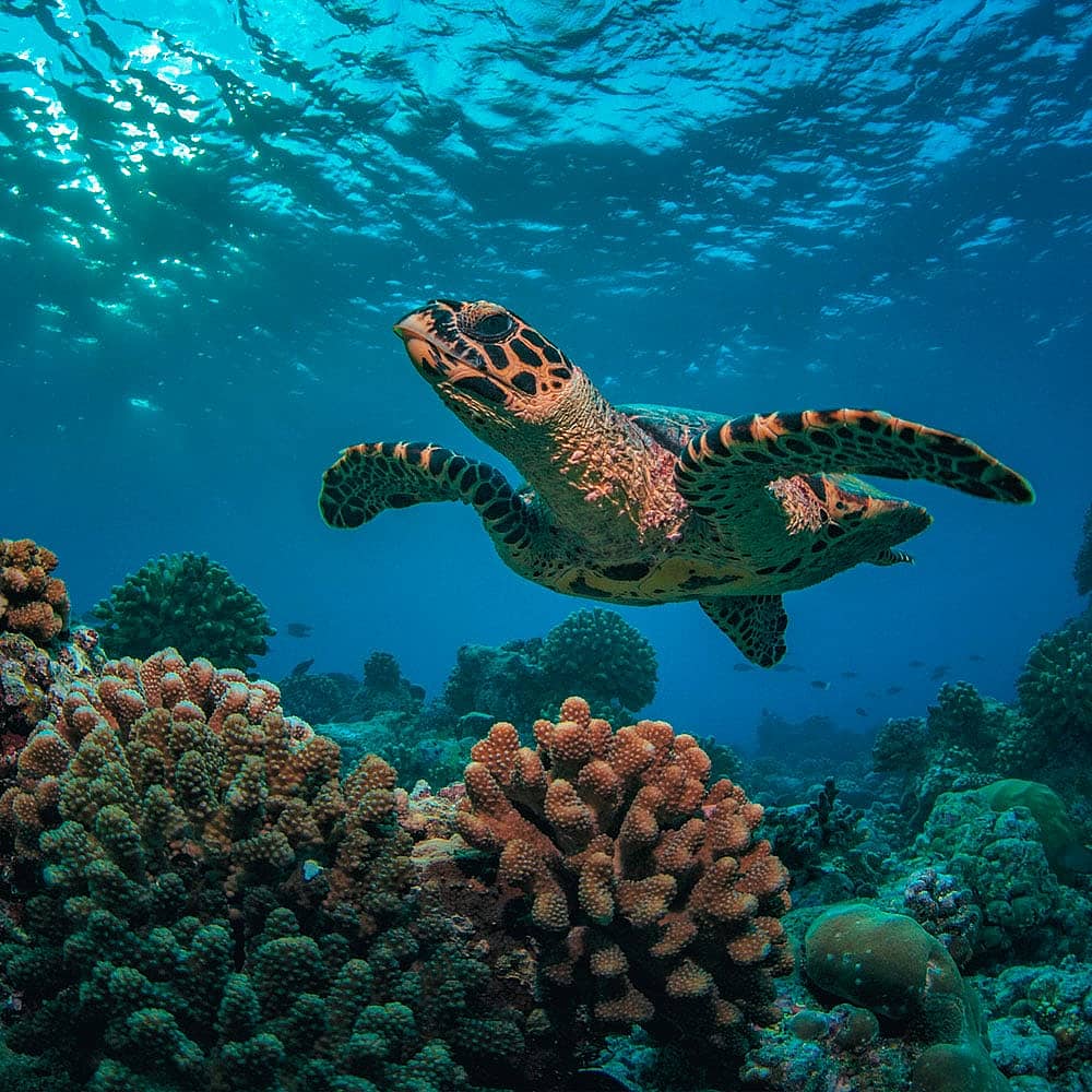 Votre voyage Plongée et snorkeling aux Seychelles à la demande