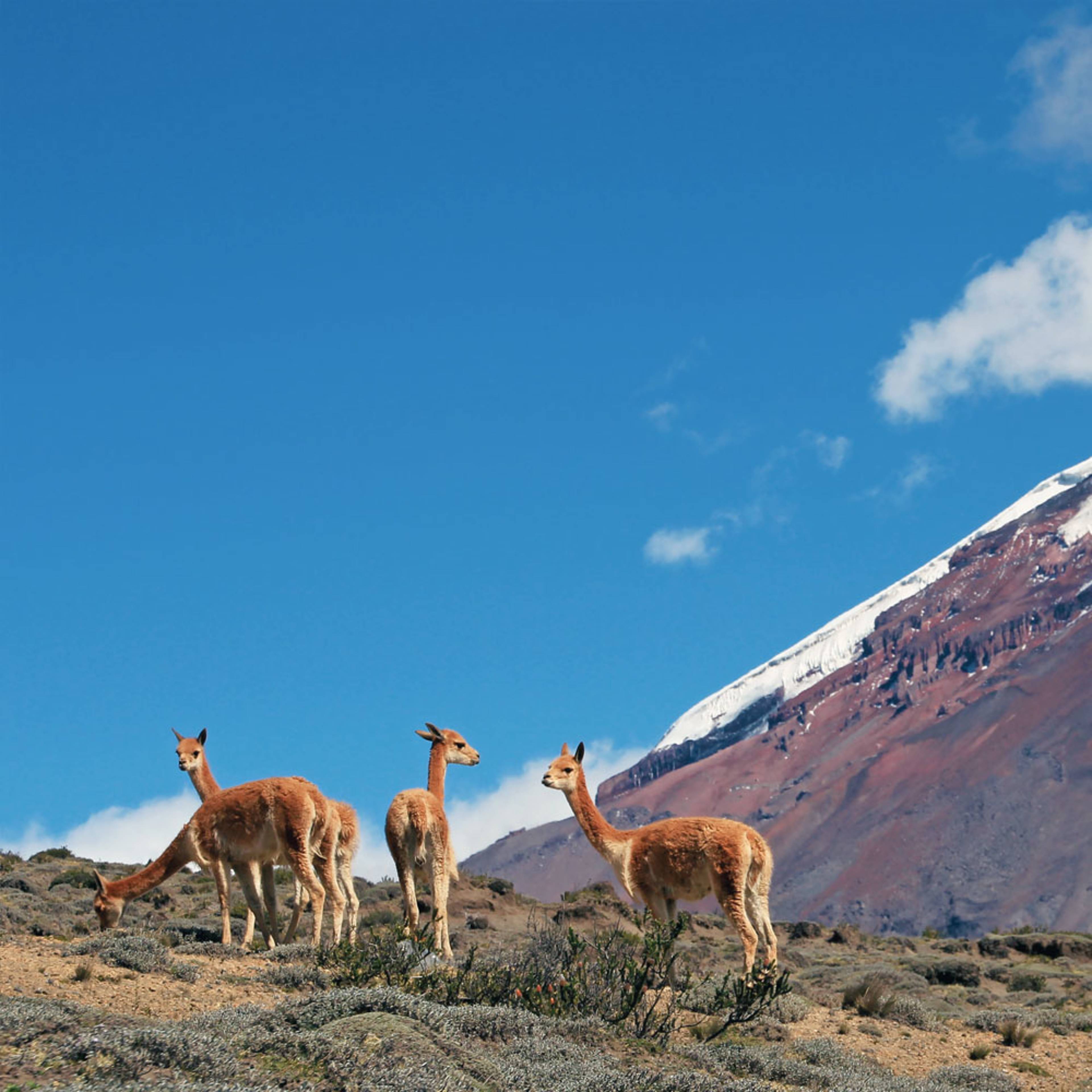 Design your perfect volcano tour with a local expert in Ecuador
