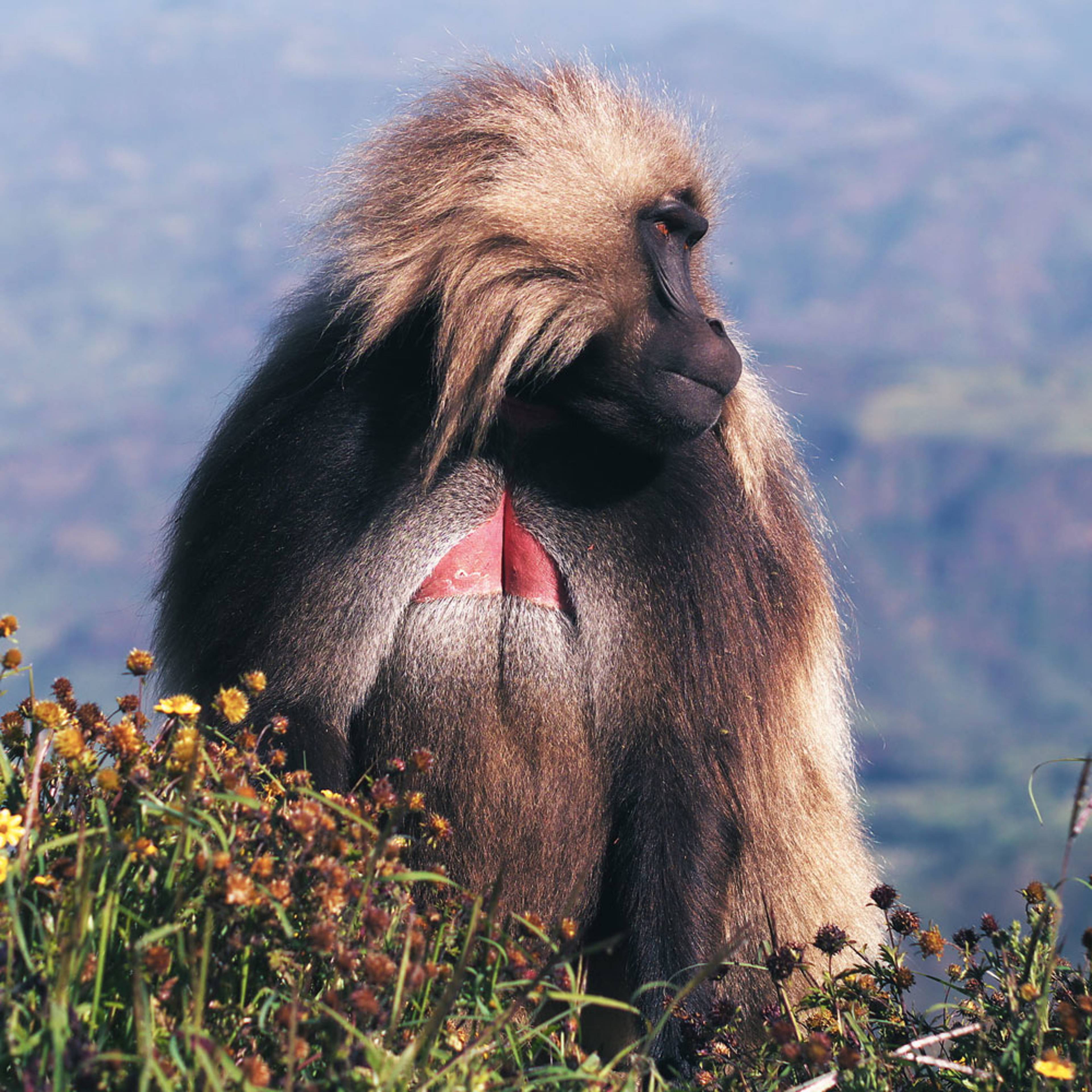 Design your perfect safari with a local expert in Ethiopia