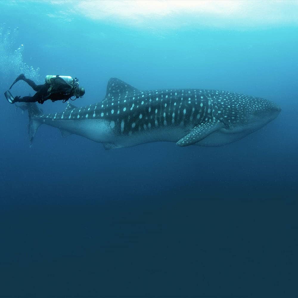 Experience diving in the Galapagos Islands with a hand-picked local expert