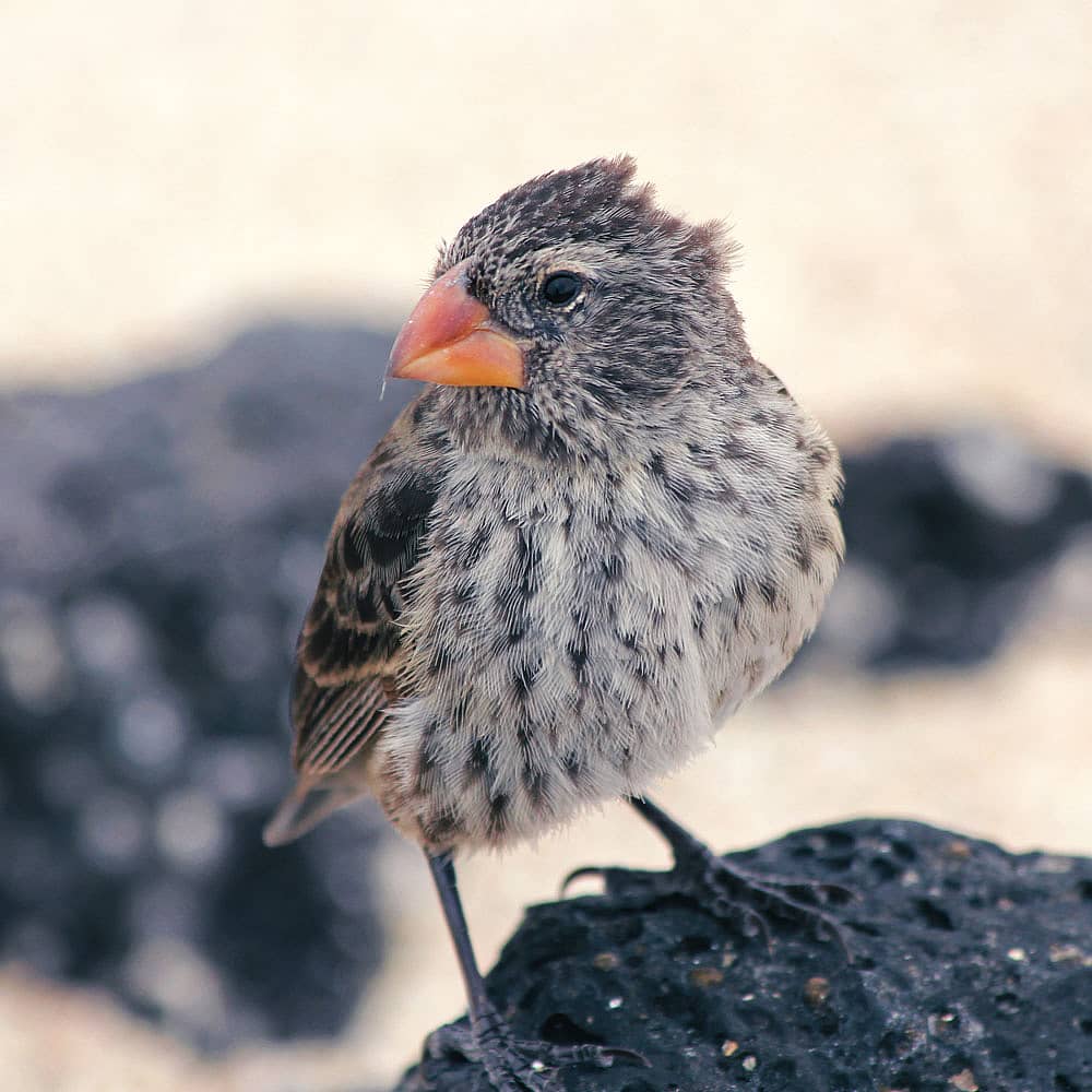 Design your birdwatching holiday with a local expert in the Galapagos