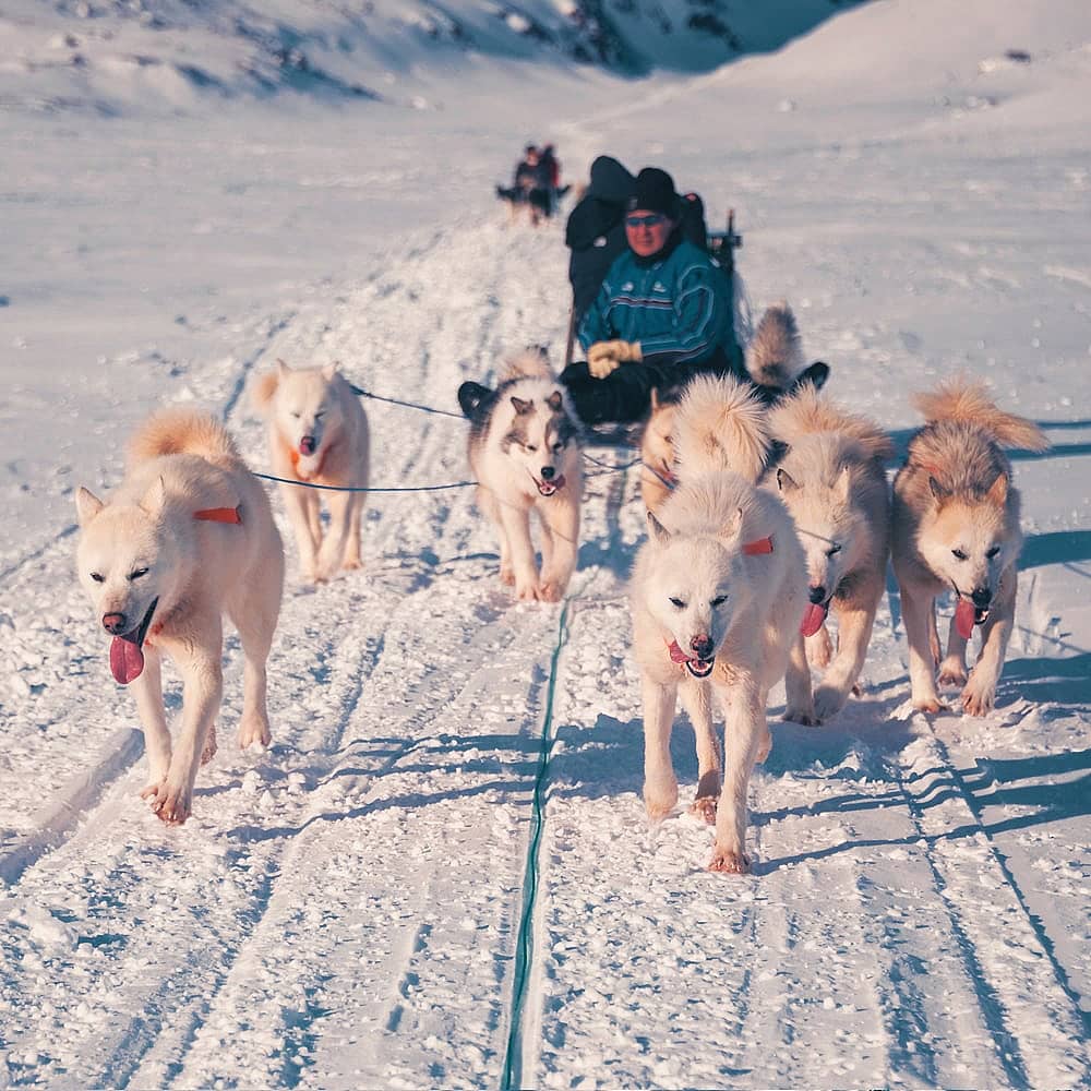 Design your dog sledding tour with a local expert in Greenland
