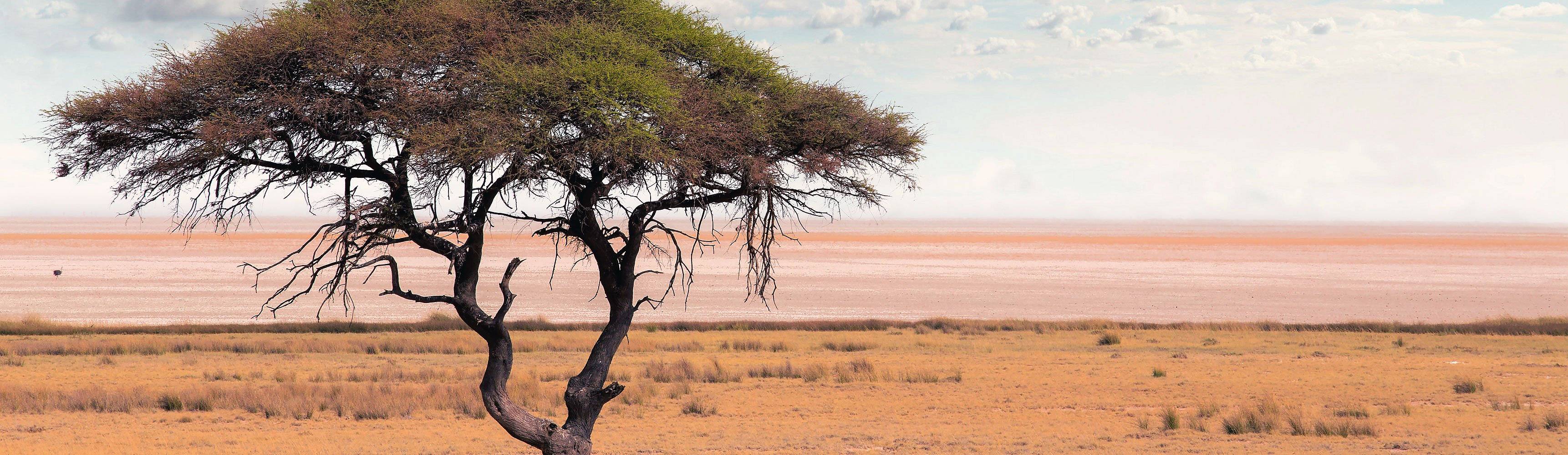 Wüstentour Botswana - Individualreise buchen