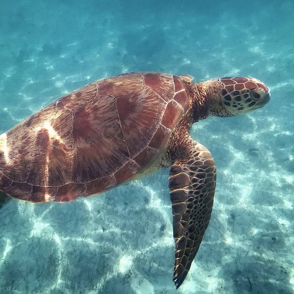 Experience diving in Guadeloupe with a hand-picked local expert