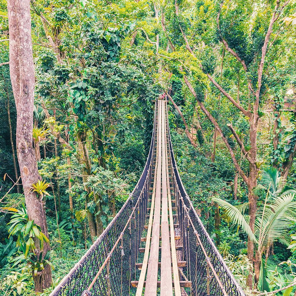 Design your perfect rainforest tour with a local expert in Guadeloupe