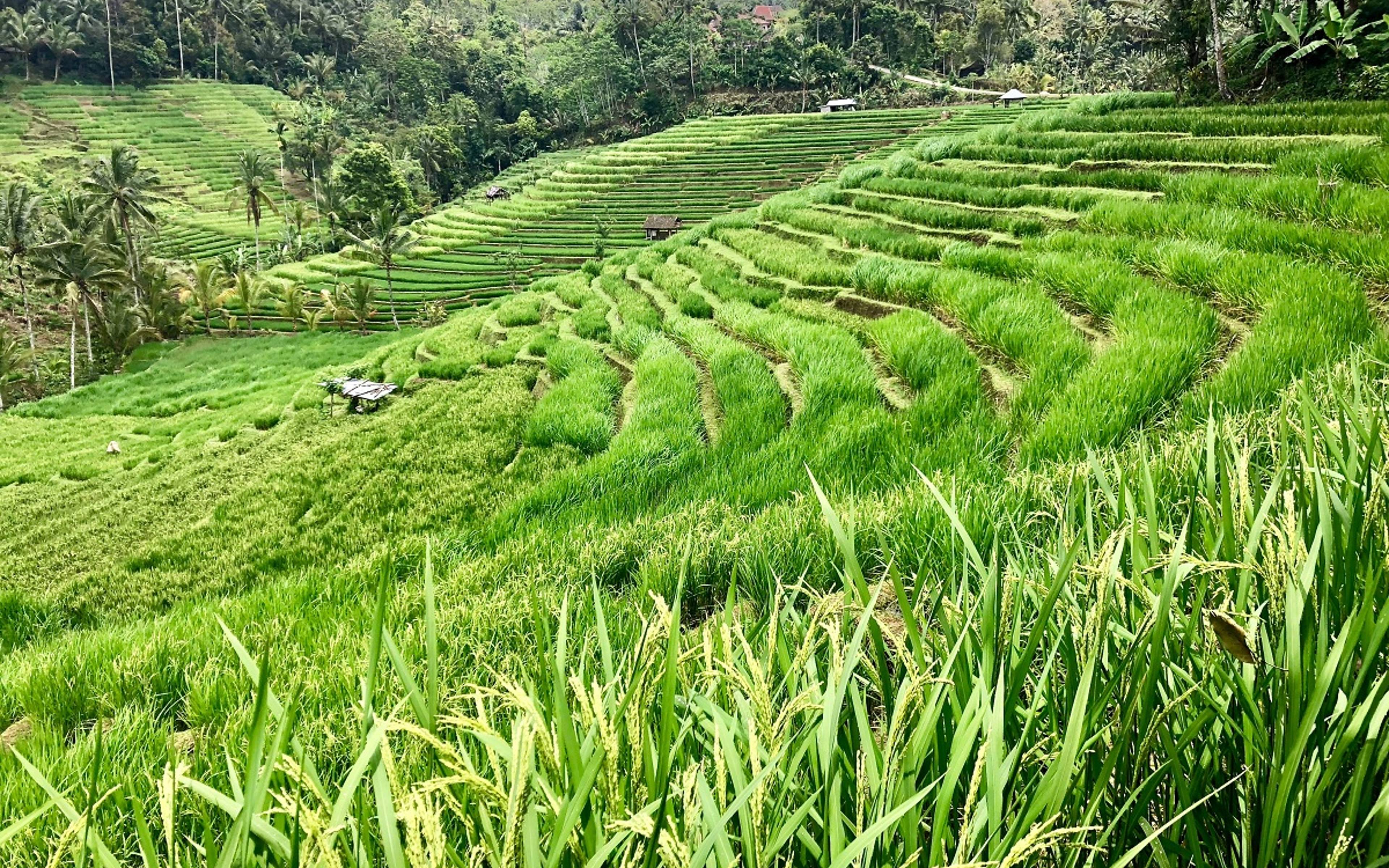 Randonnée dans les rizières de Belimbing