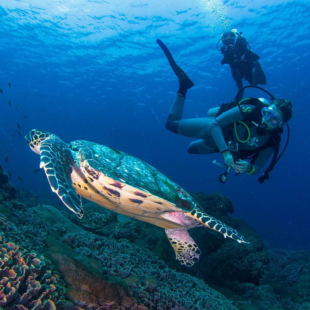 Experience diving in Indonesia with a hand-picked local expert