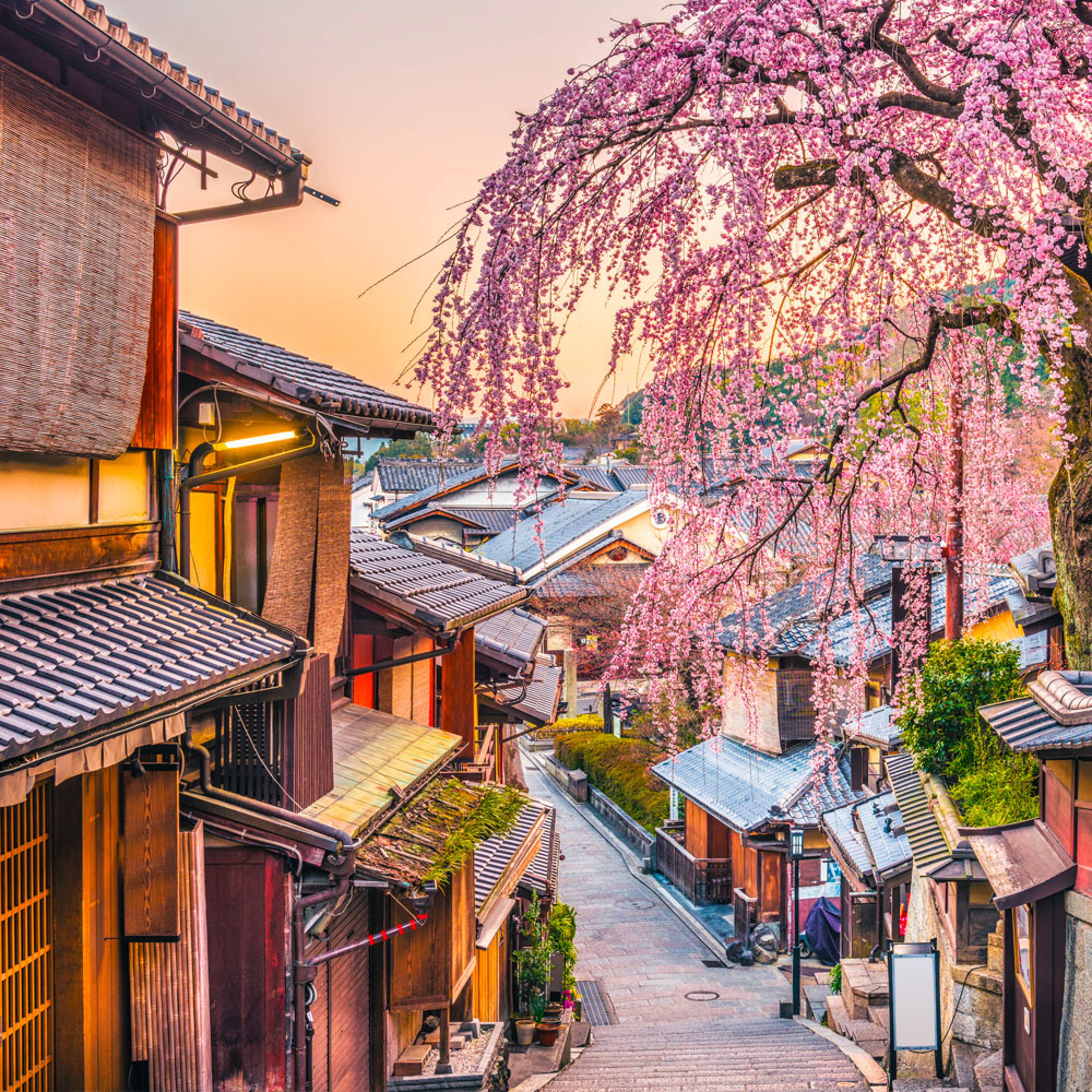 Design your perfect spring holiday in Japan with a local expert