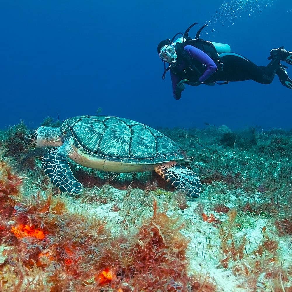Experience diving in Mexico with a hand-picked local expert