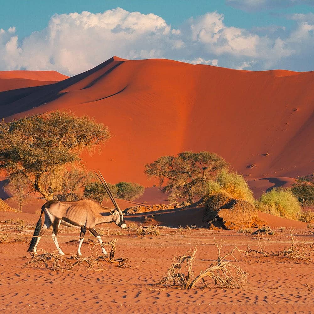 Design your perfect desert tour with a local expert in Namibia