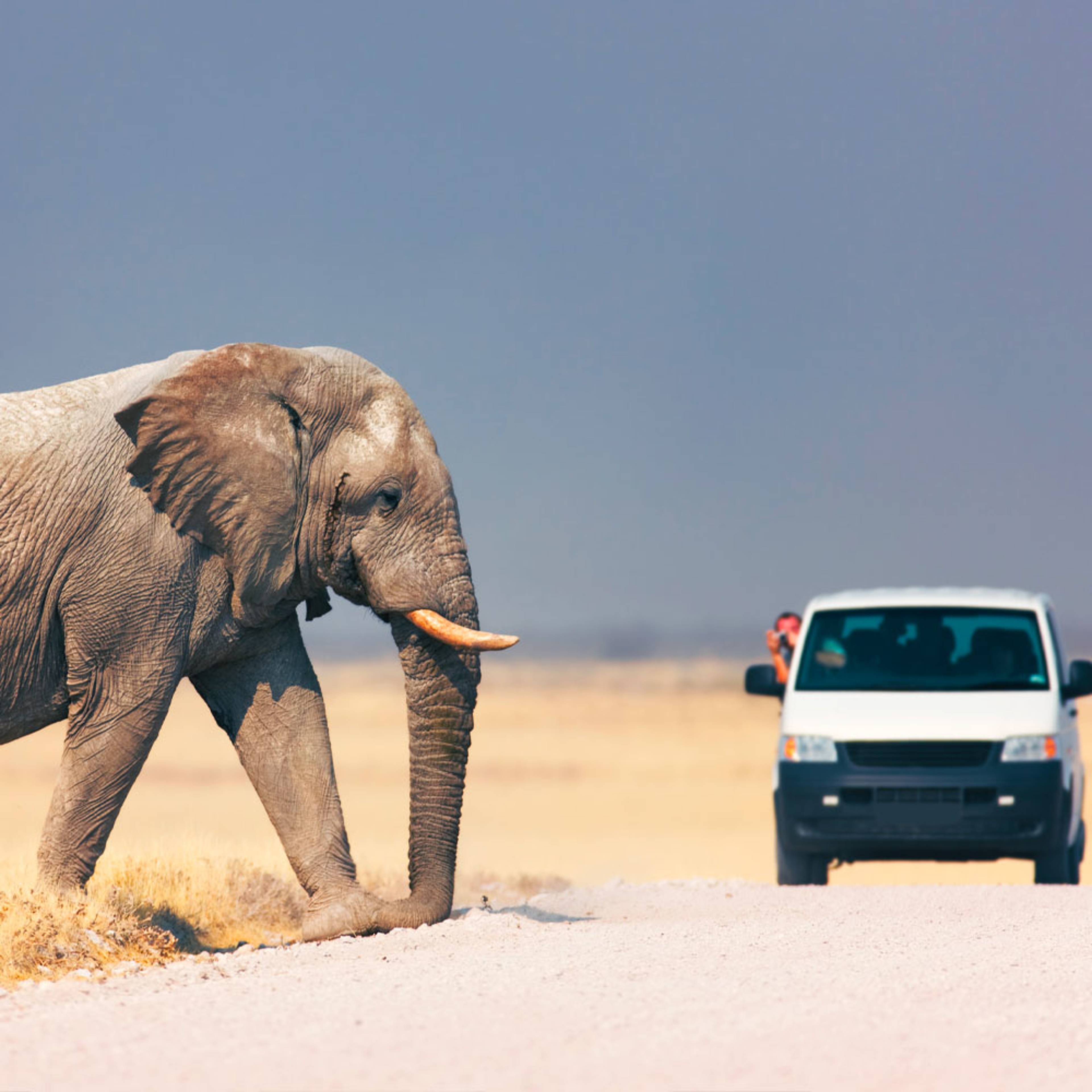 Design your perfect wildlife holiday with a local expert in Namibia