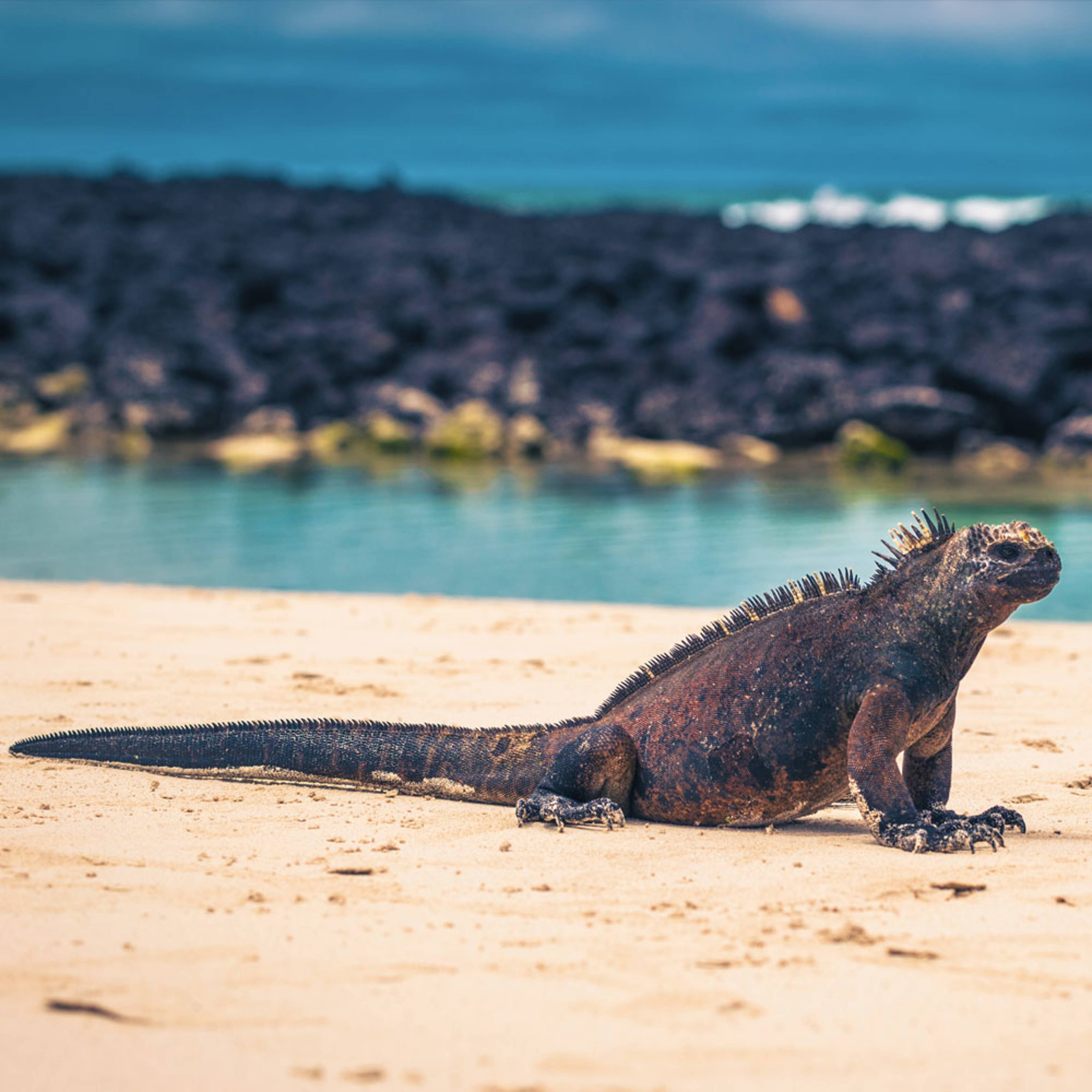 Votre Safari dans les Îles Galapagos 100% sur-mesure